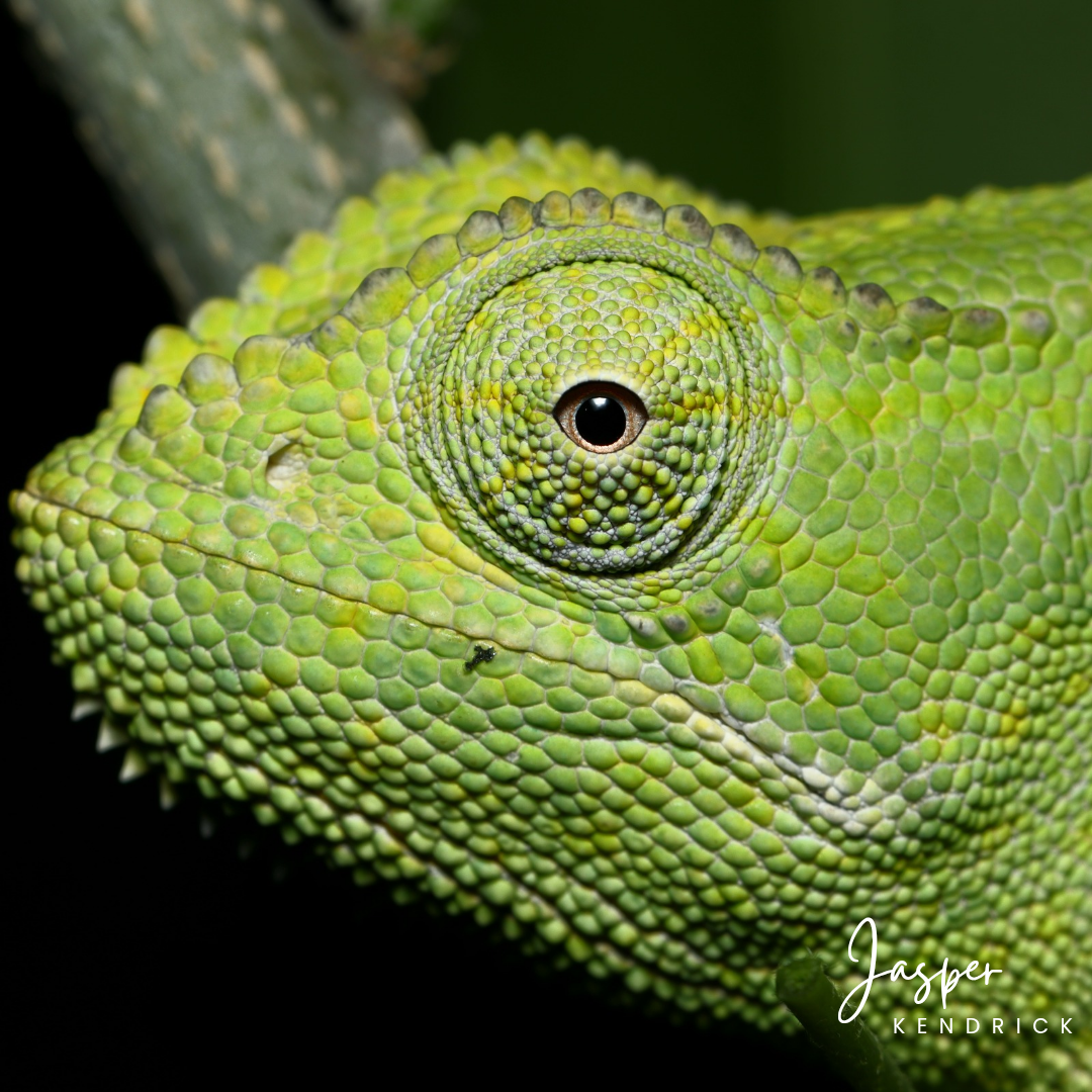 Closeup of a Flap-necked Chameleon (Chamaeleo dilepis)