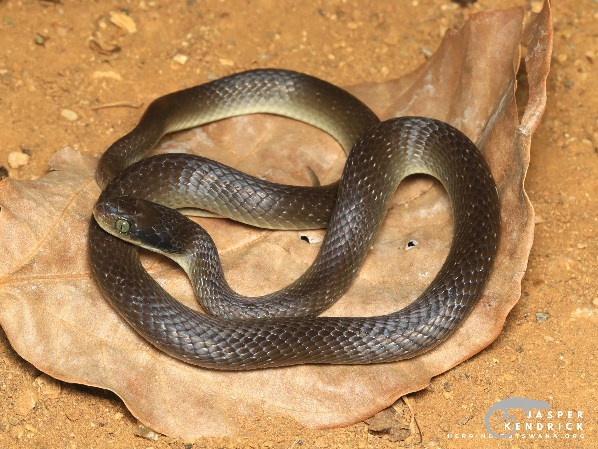 A Herald Snake posing on a large leaf