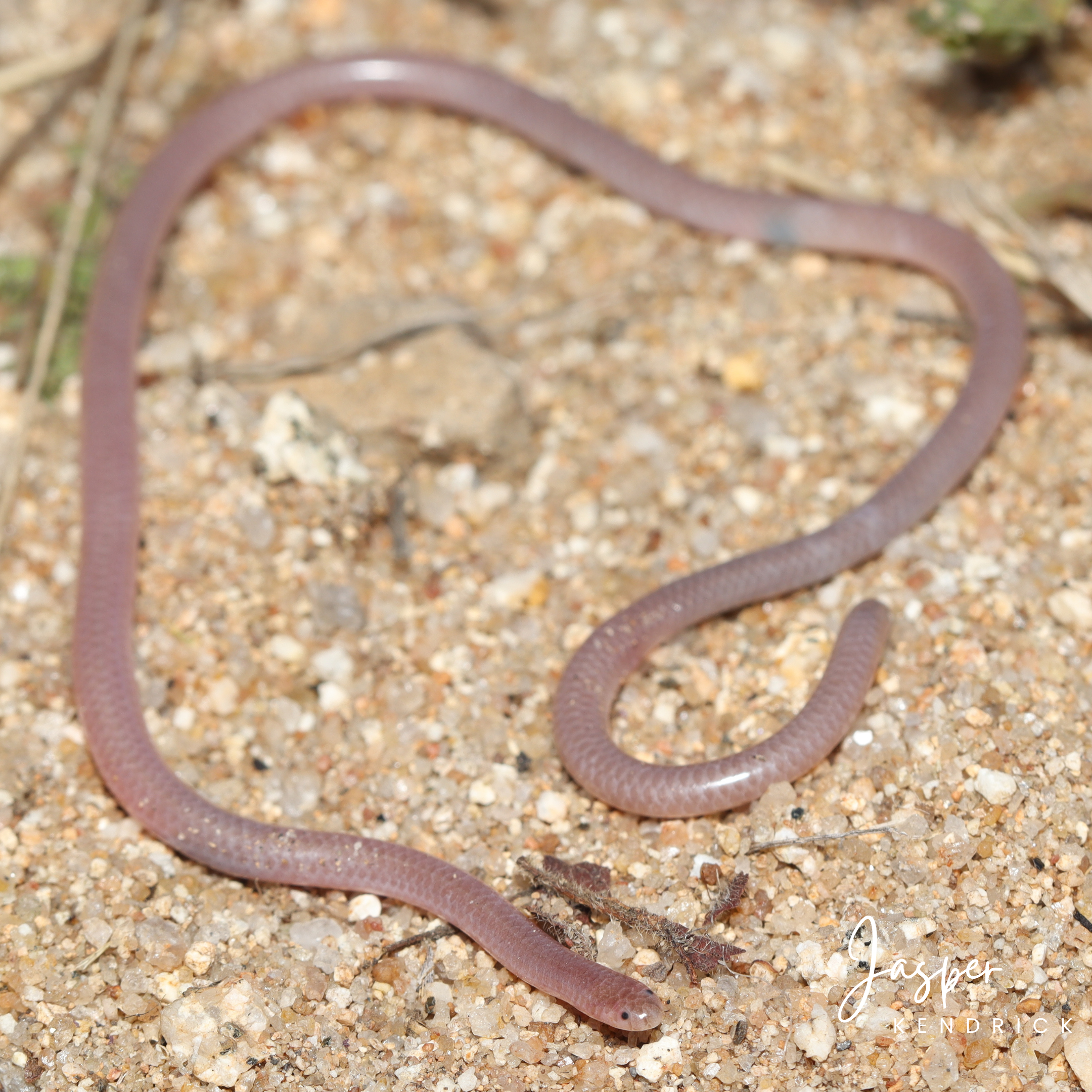 A Long‑tailed Thread Snake (Myriopholis longicaudus) posing on sand