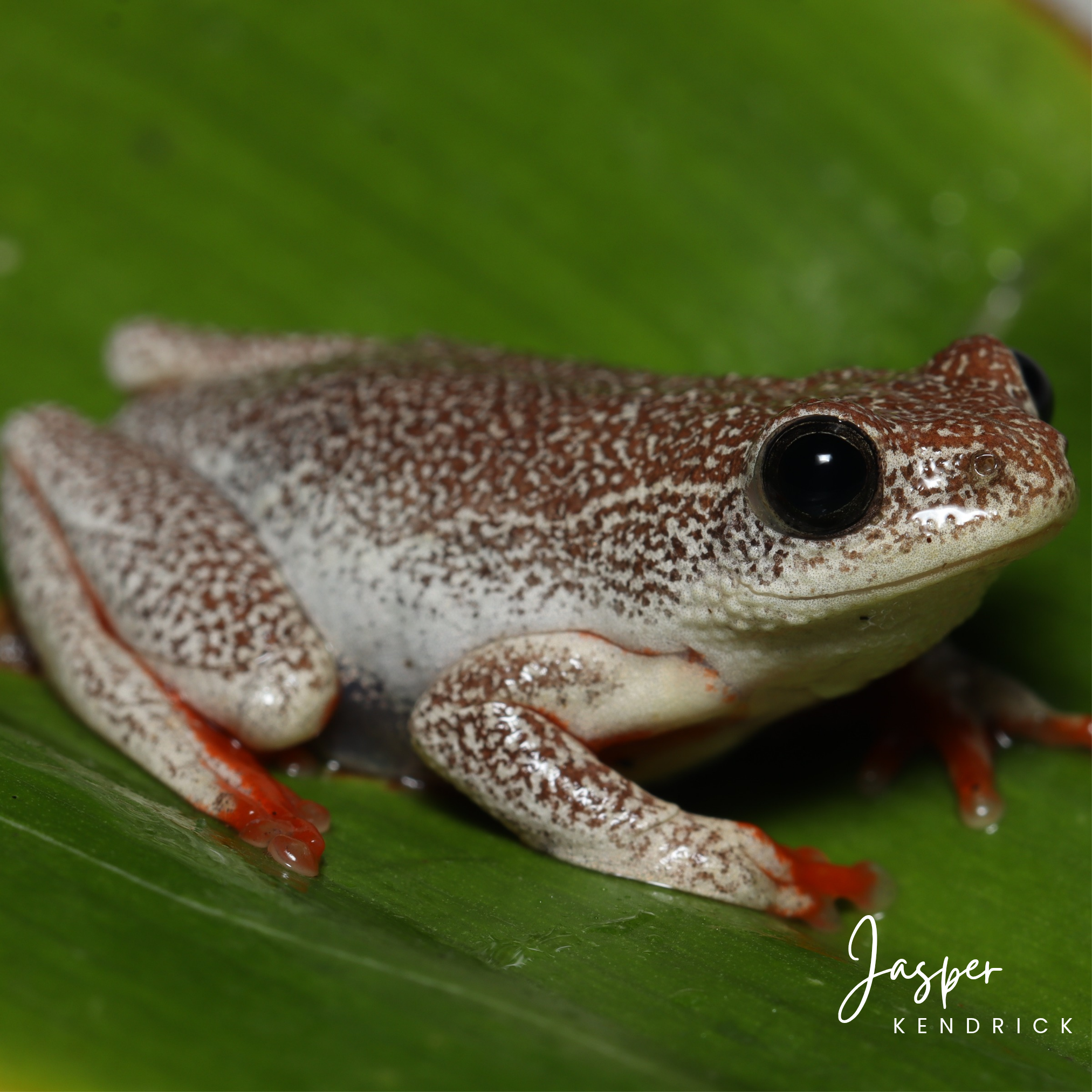A photo of the red speckled variation of the Angolan Reed Frog (Hyperolius parallelus) posing naturally on a green leaf