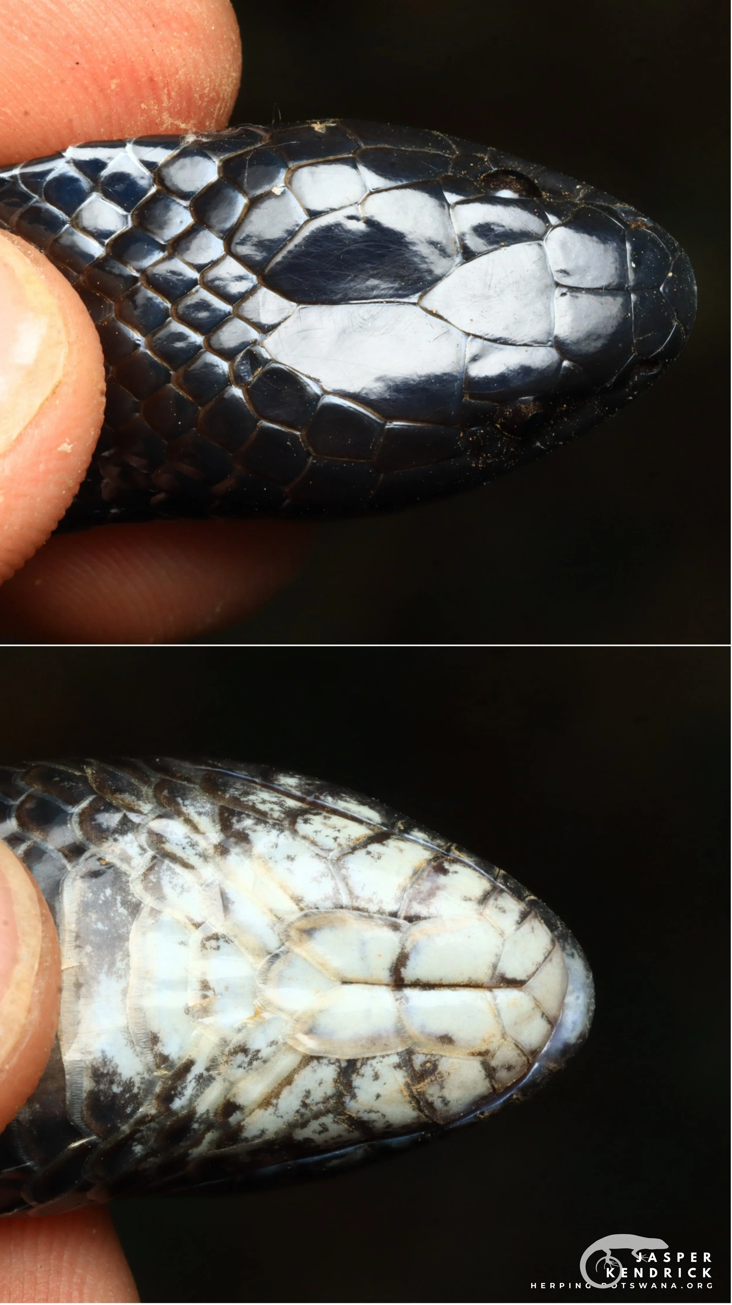 Top and bottom of the head of a Zambezi Garter Snake