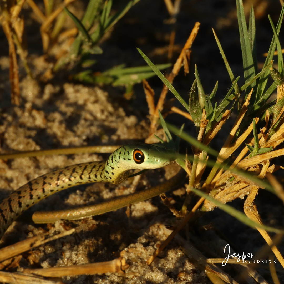 Spotted Bush Snake (Philothamnus semivariegatus) Raintree Camp, Botswana