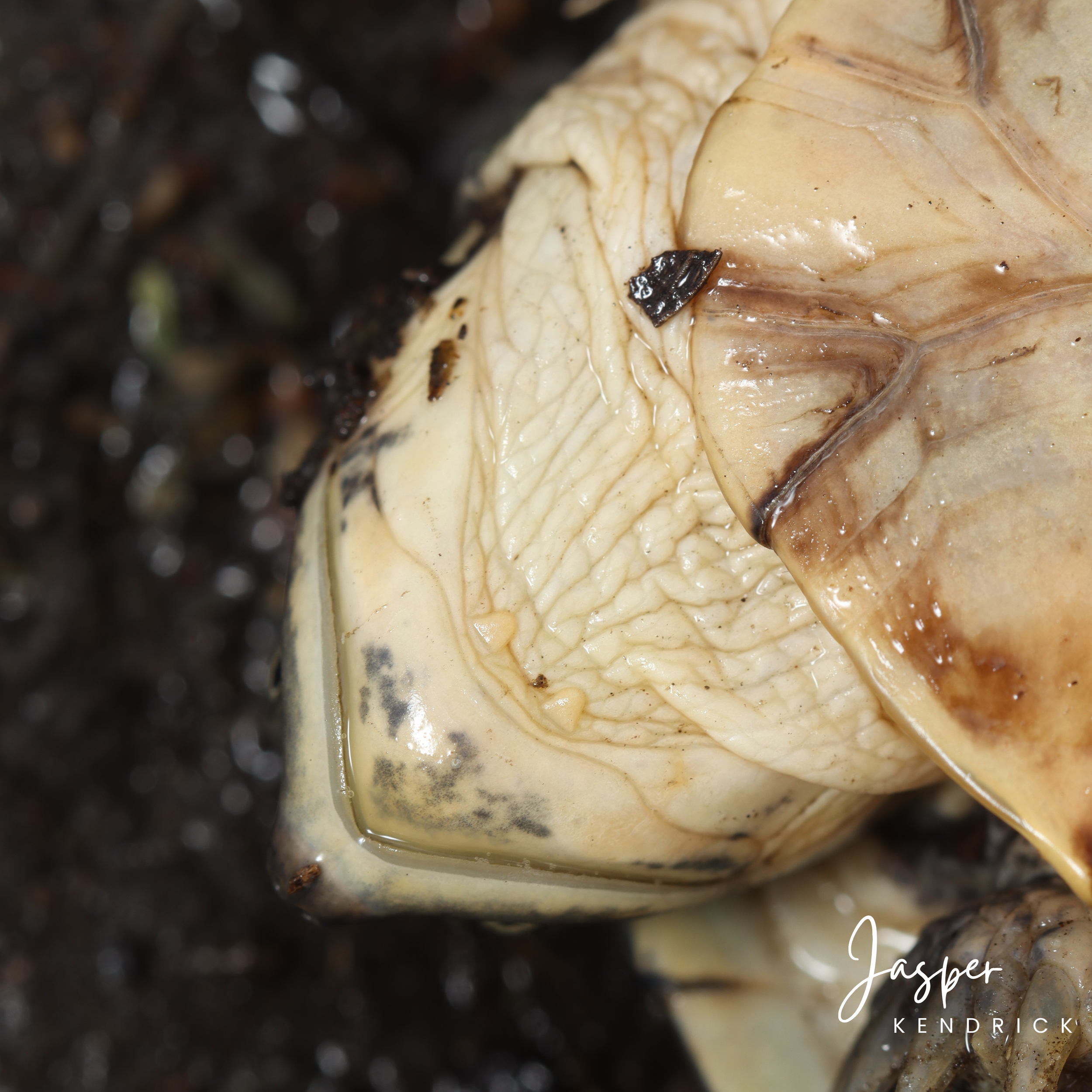 Marsh Terrapin (Pelomedusa subrufa) closeup of its subocular tentacles