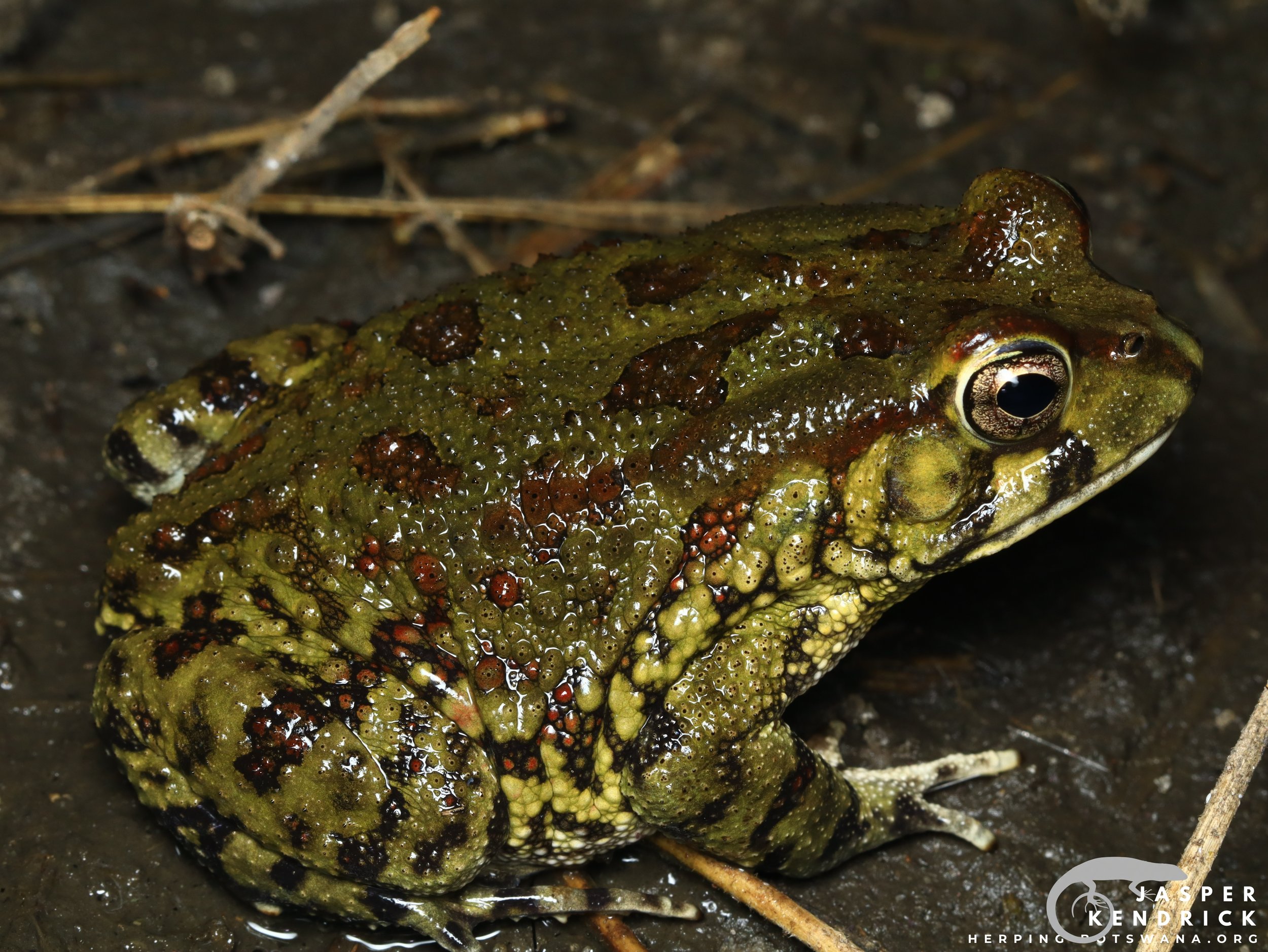 A Western Olive Toad (Sclerophrys poweri) posing on a muddy bank