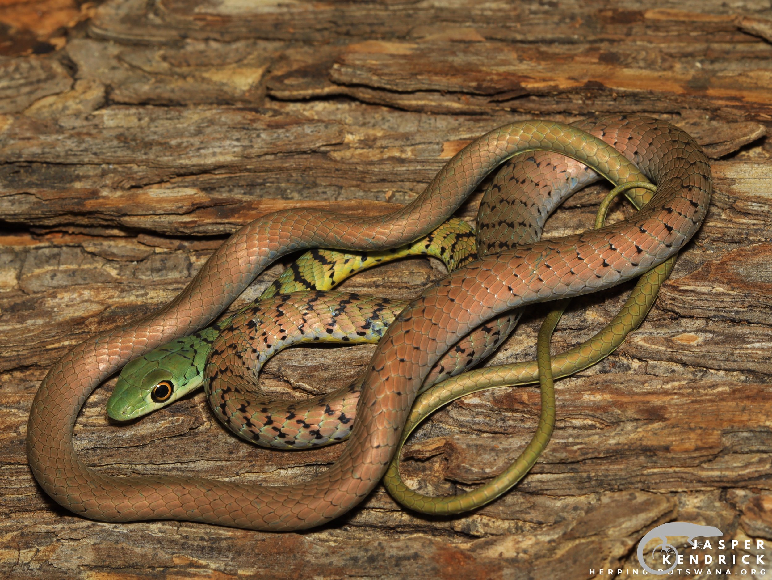 A brown Spotted Bush Snake (Philothamnus semivariegatus) on a log