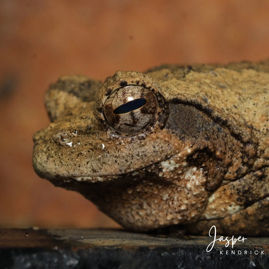 Southern Foam Nest Frog (Chiromantis xerampelina) macro