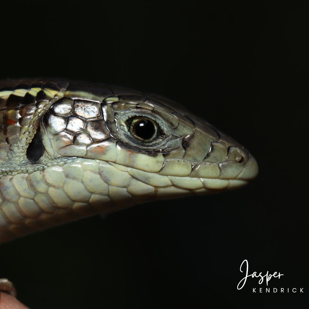 Closeup of a Yellow‑throated Plated Lizard's (Gerrhosaurus flavigularis) head