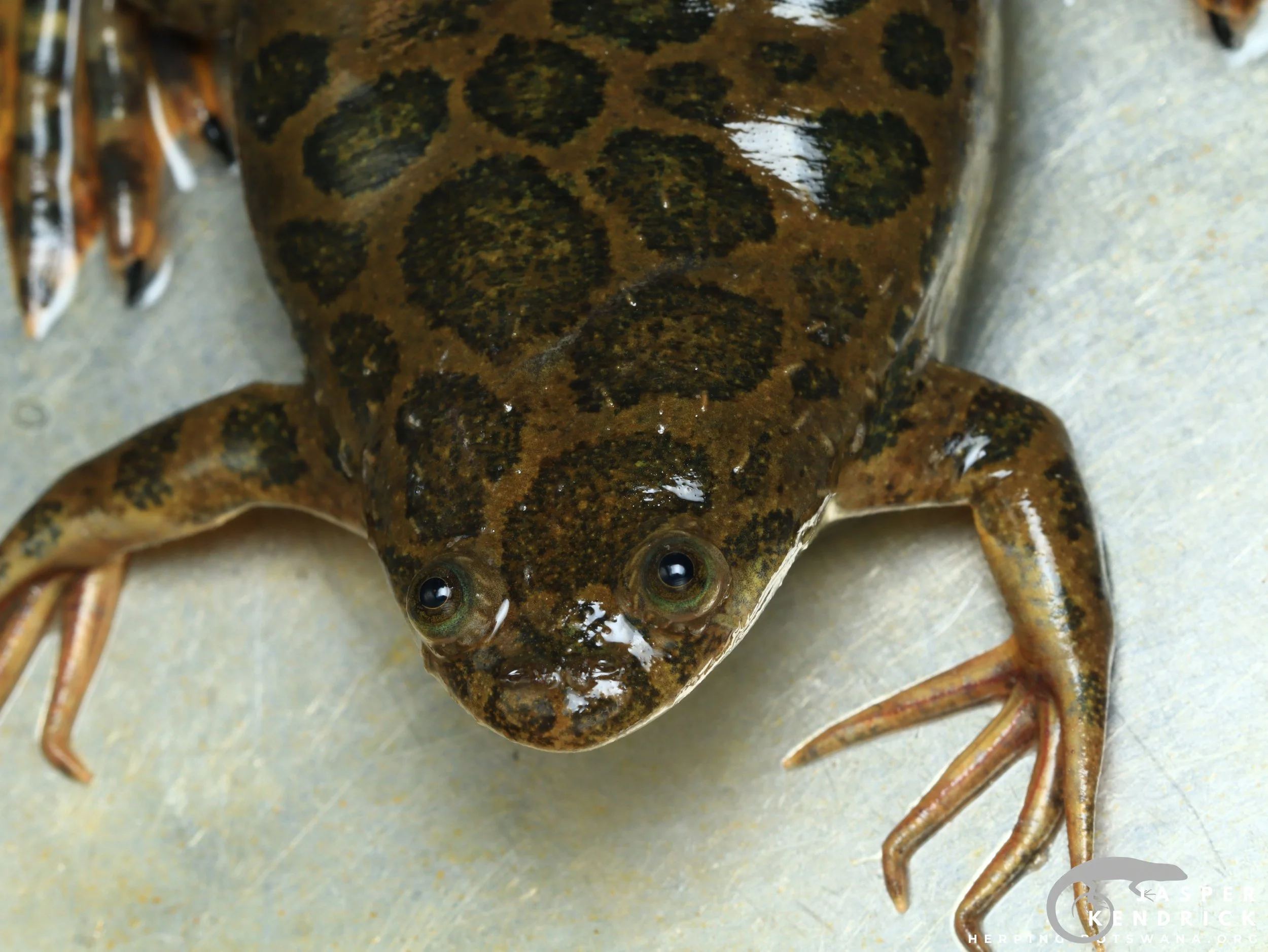 A Power’s Platanna (Xenopus poweri) posing