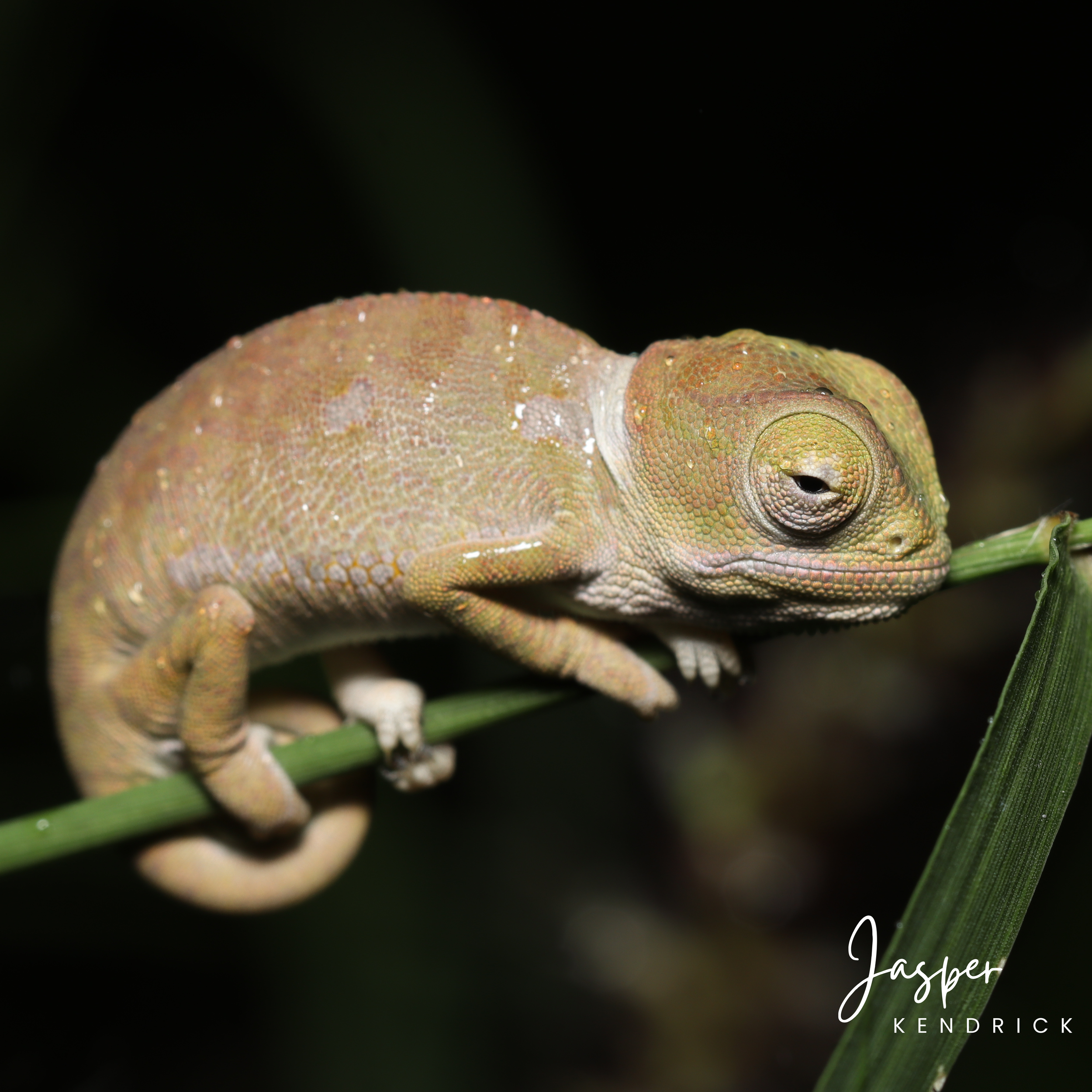 Baby Flap-necked Chameleon (Chamaeleo dilepis) on a branch at night