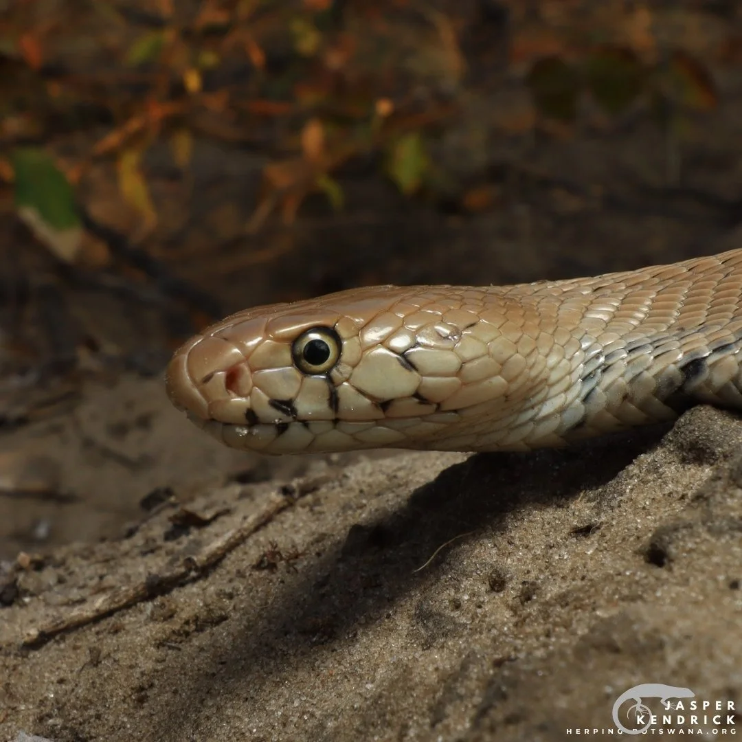 A closeup of a baby Mozambique Spitting Cobra (Naja mossambica)