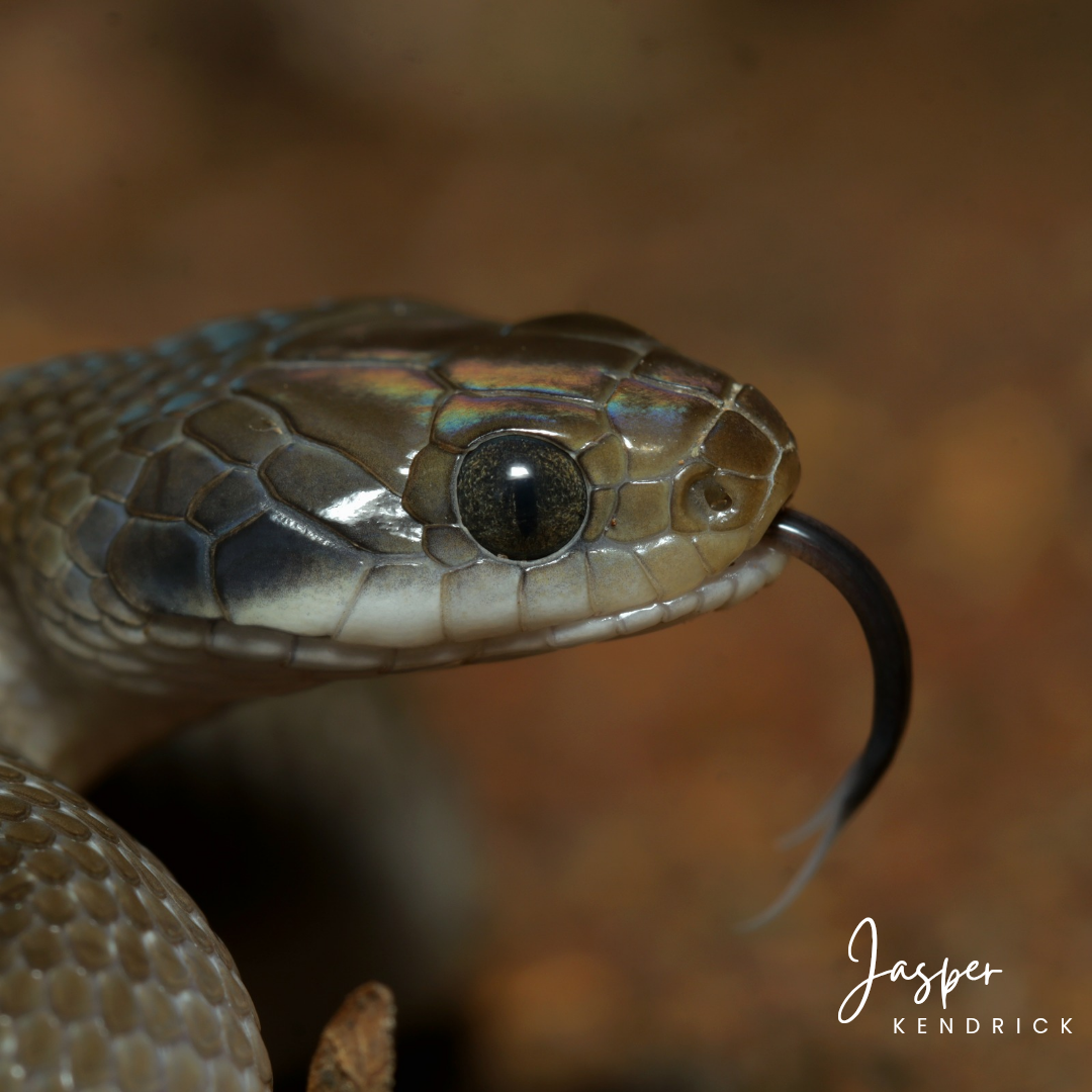 A closeup of a Herald Snake (Crotaphopeltis hotamboeia) with its tongue out