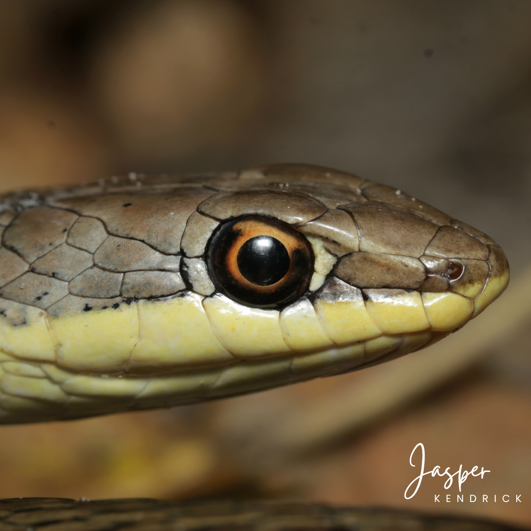 A closeup of a Western Yellow-bellied Sand Snake (Psammophis subtaeniatus)