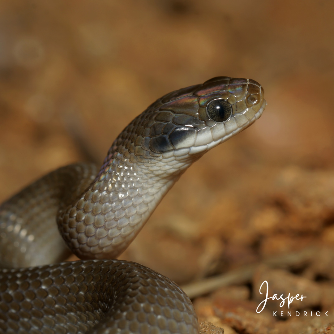 A white lip Herald Snake (Crotaphopeltis hotamboeia)