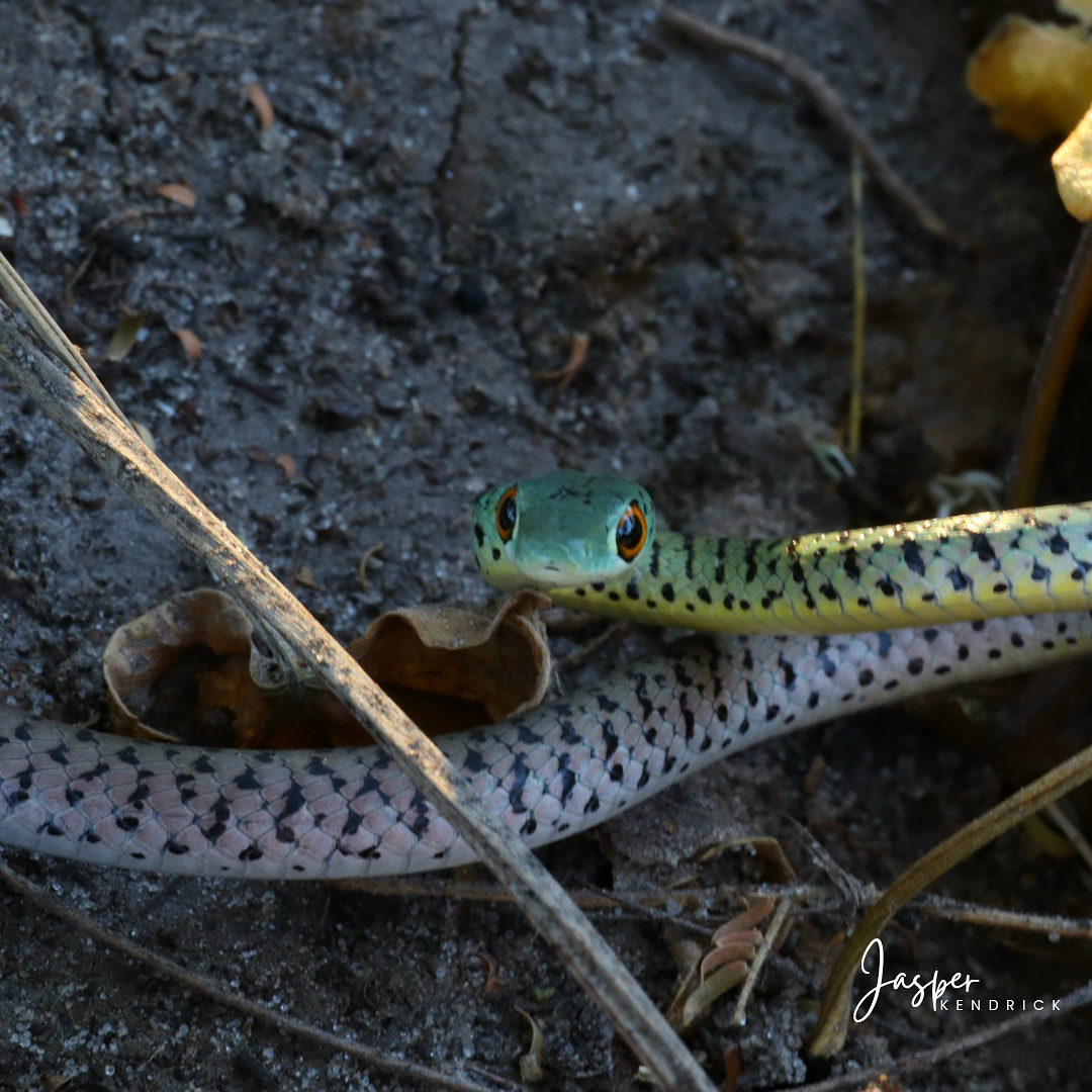 Spotted Bush Snake (Philothamnus semivariegatus) Raintree Camp, Botswana