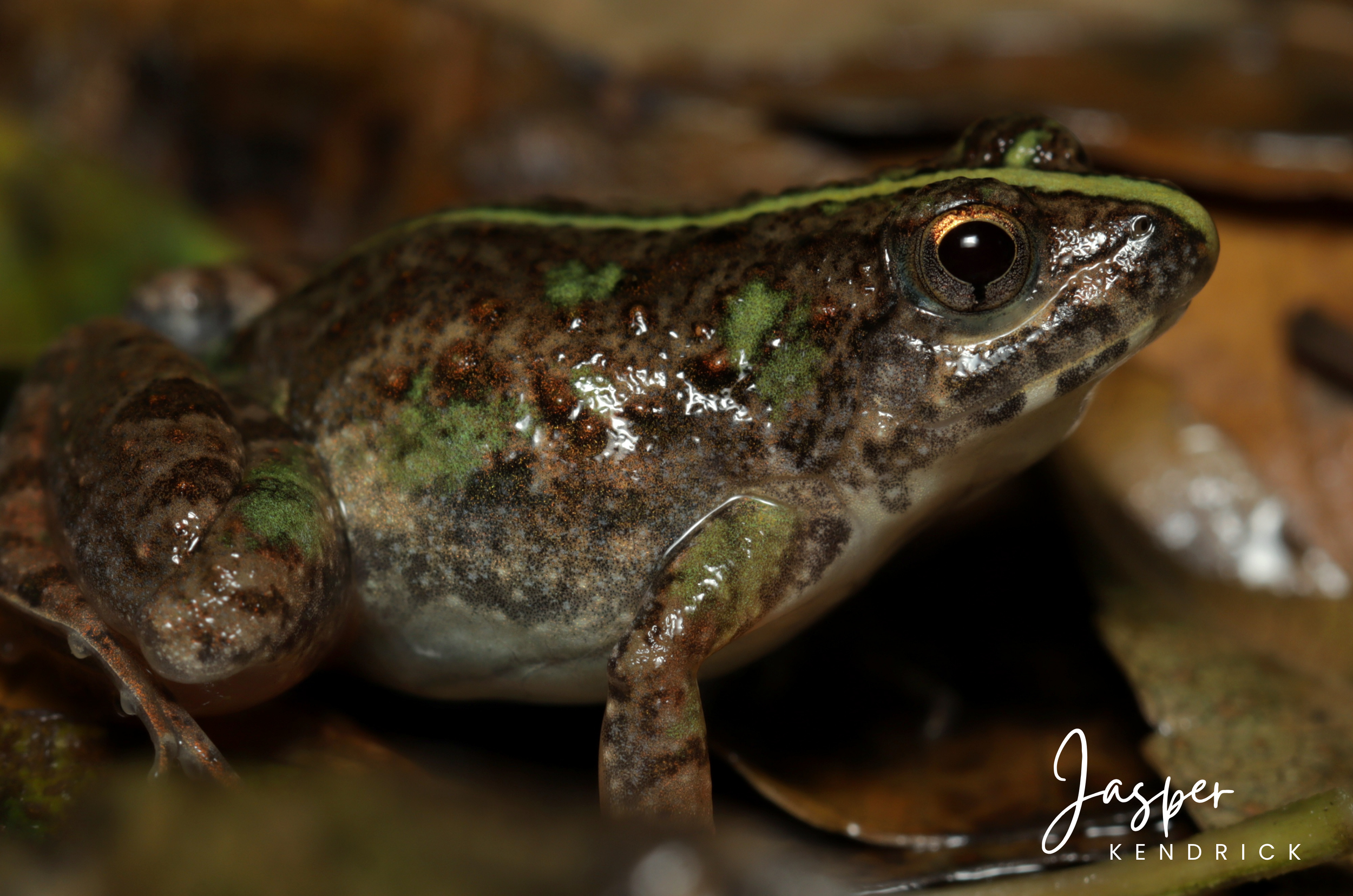 Snoring Puddle Frog (Phrynobatrachus natalensis) posing on leaves