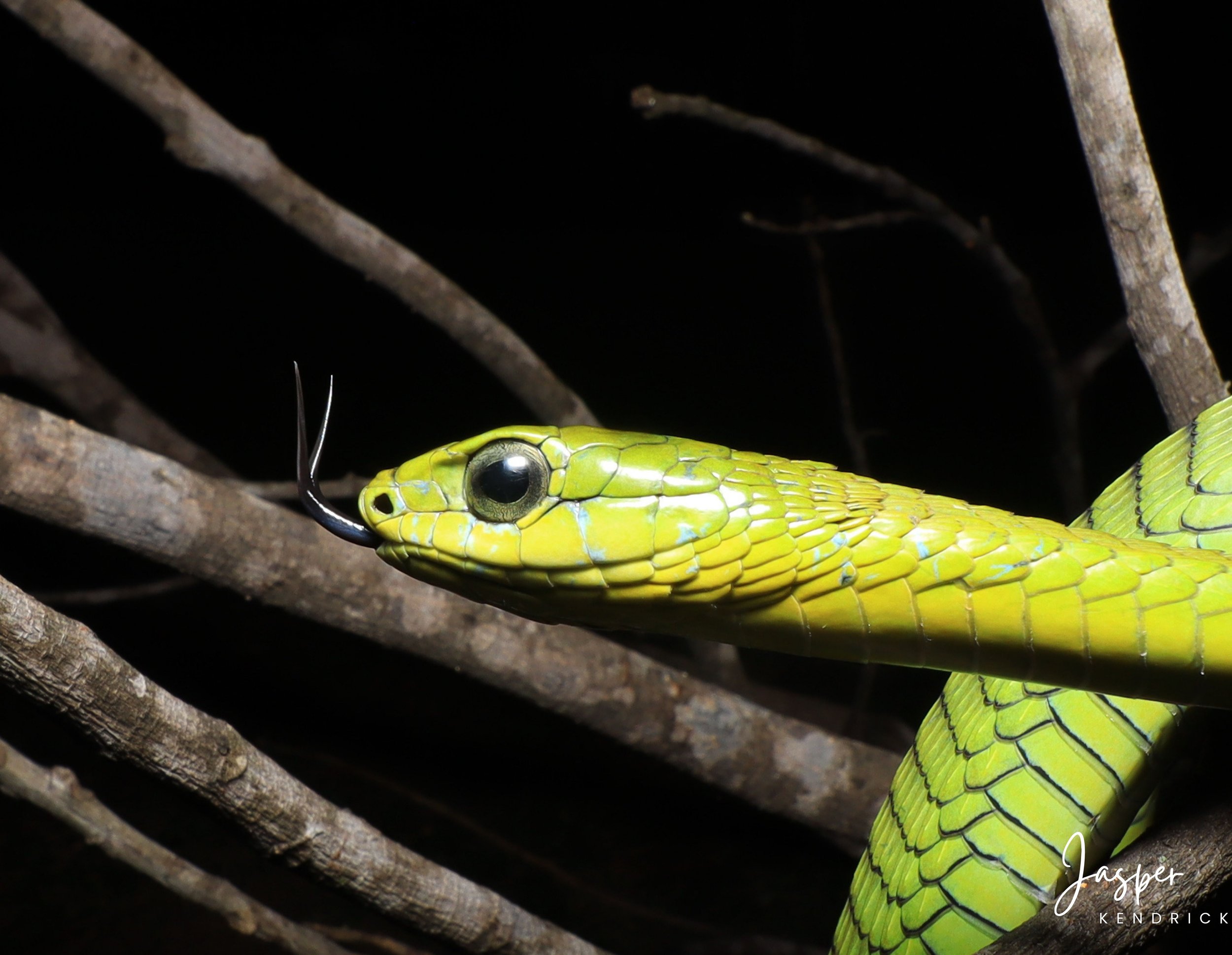 Male Boomslang (Dispholidus typus) closeup