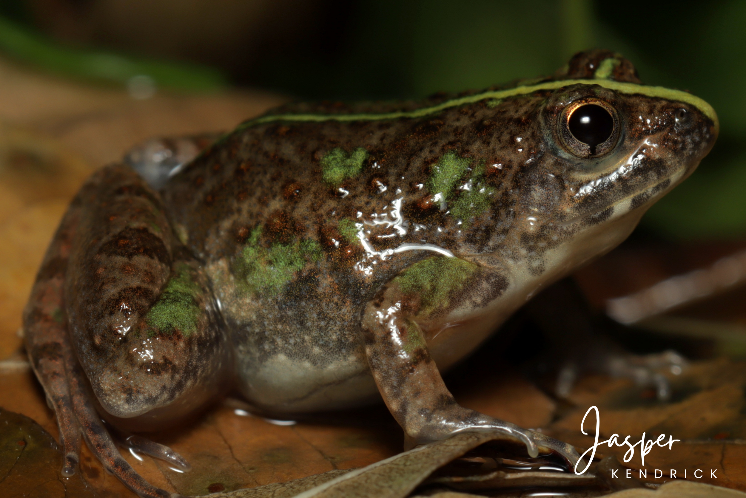 A green variation of a Snoring Puddle Frog (Phrynobatrachus natalensis)