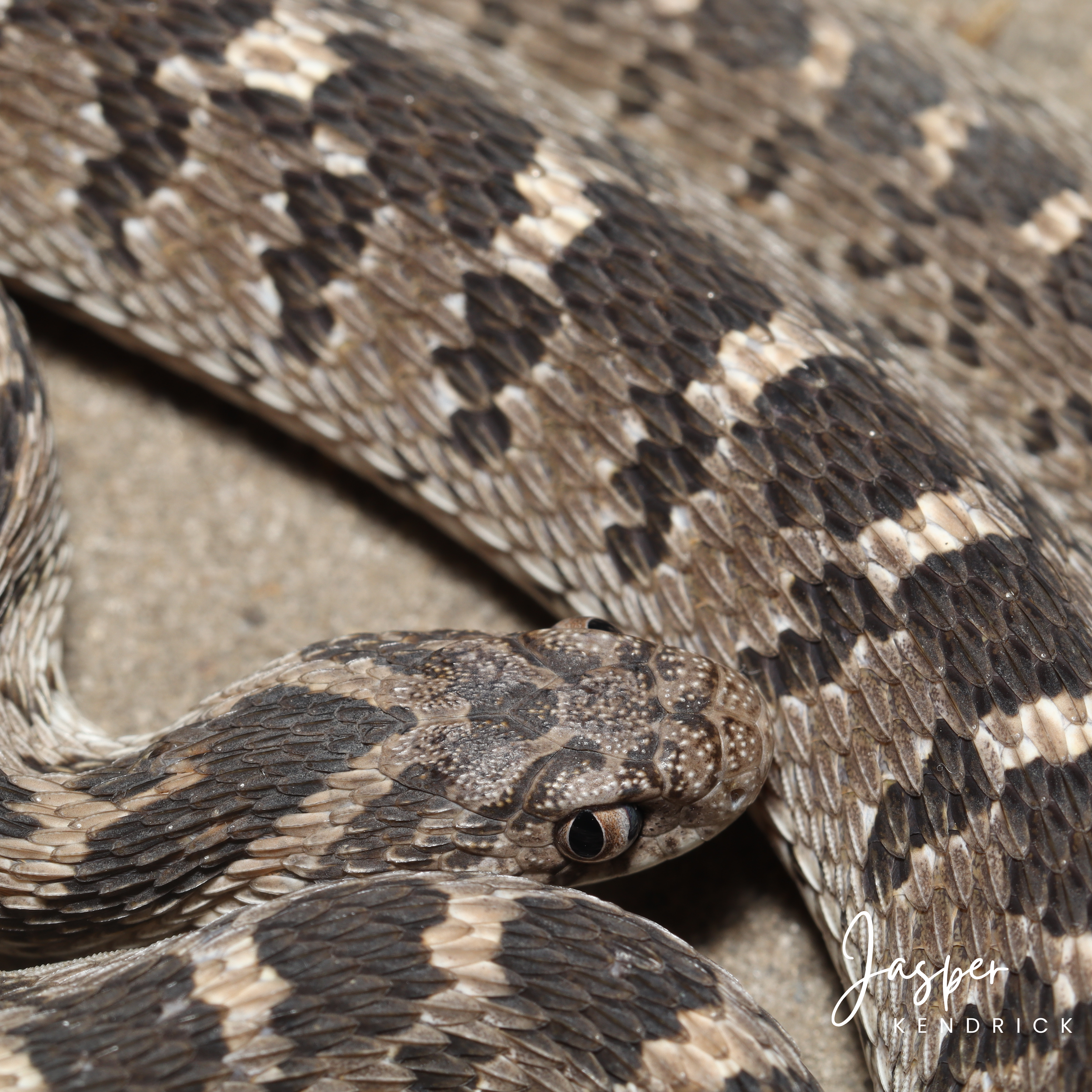 A closeup of a Common Egg Eater (Dasypeltis scabra)