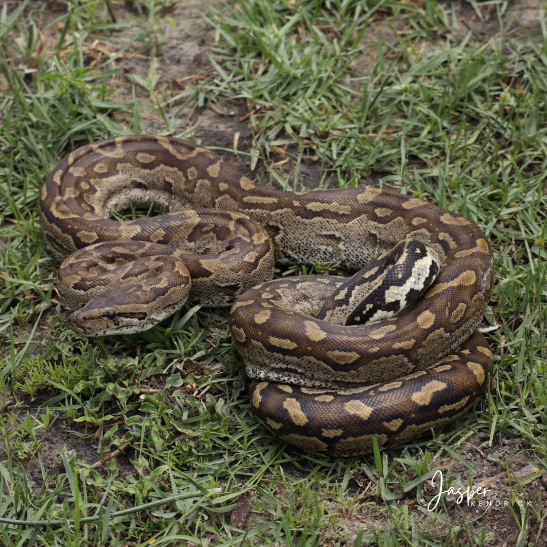Southern African Python (Python natalensis) Raintree Camp, Botswana