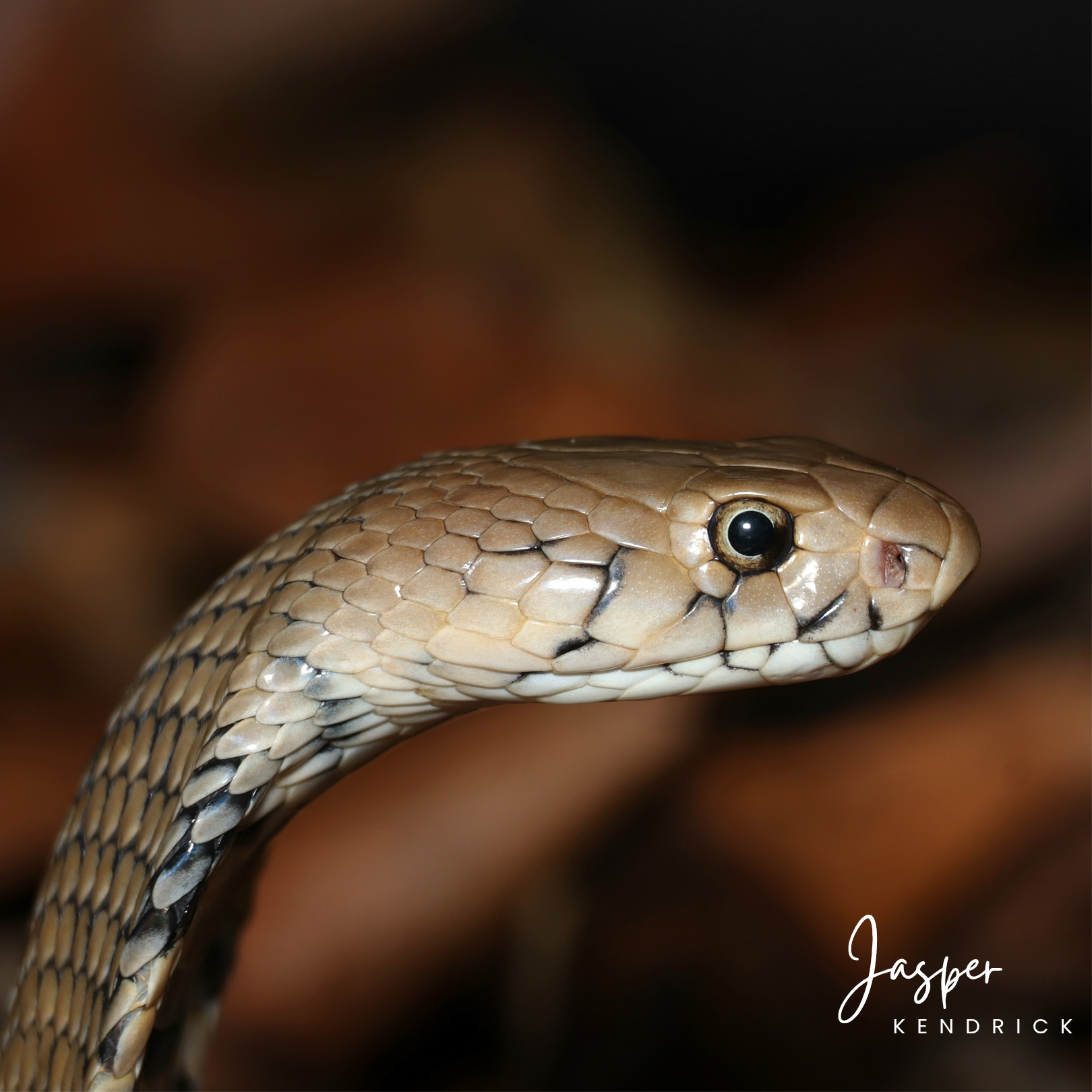 A baby Mozambique Spitting Cobra (Naja mossambica) spreading its hood