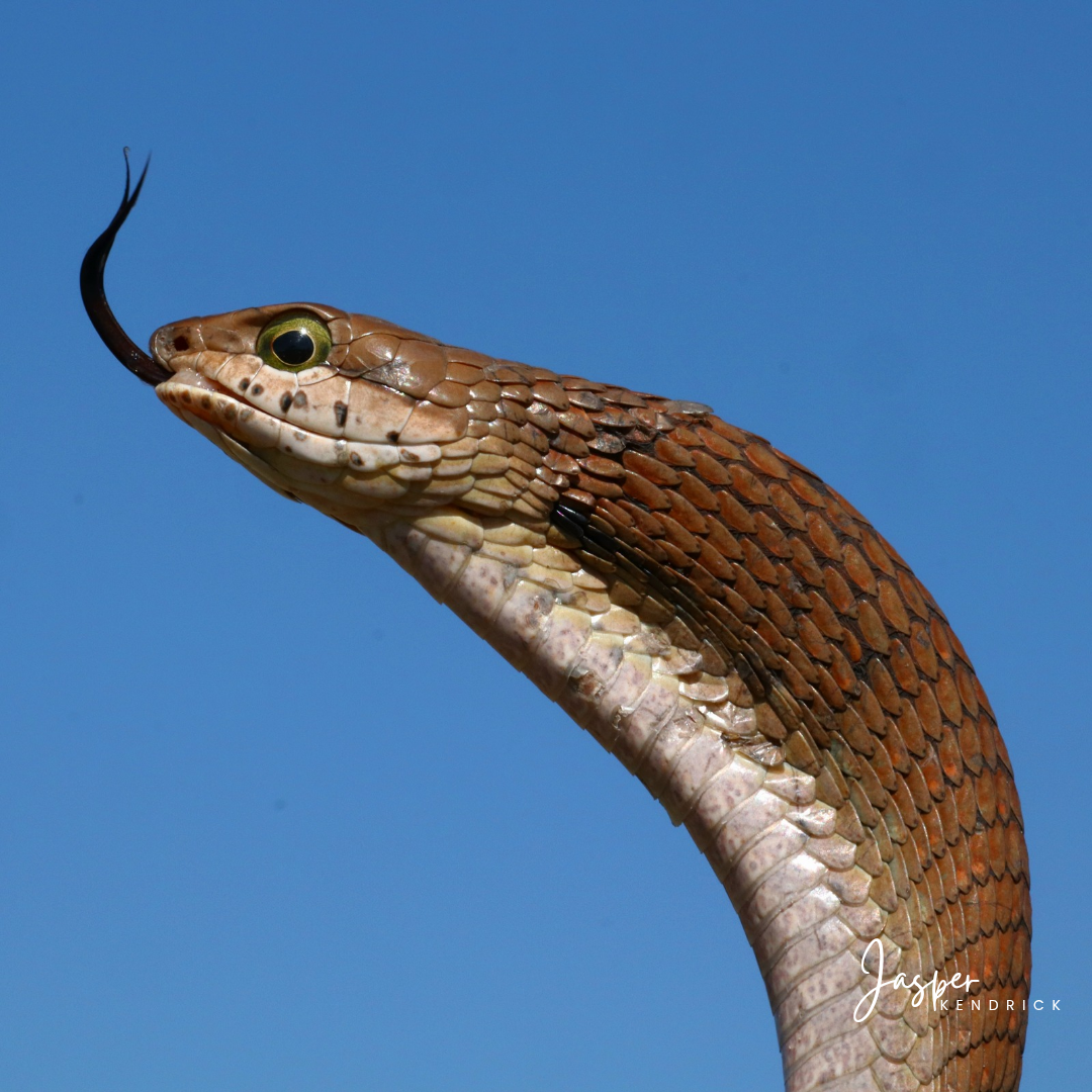 Female Boomslang (Dispholidus typus) Raintree Camp, Botswana