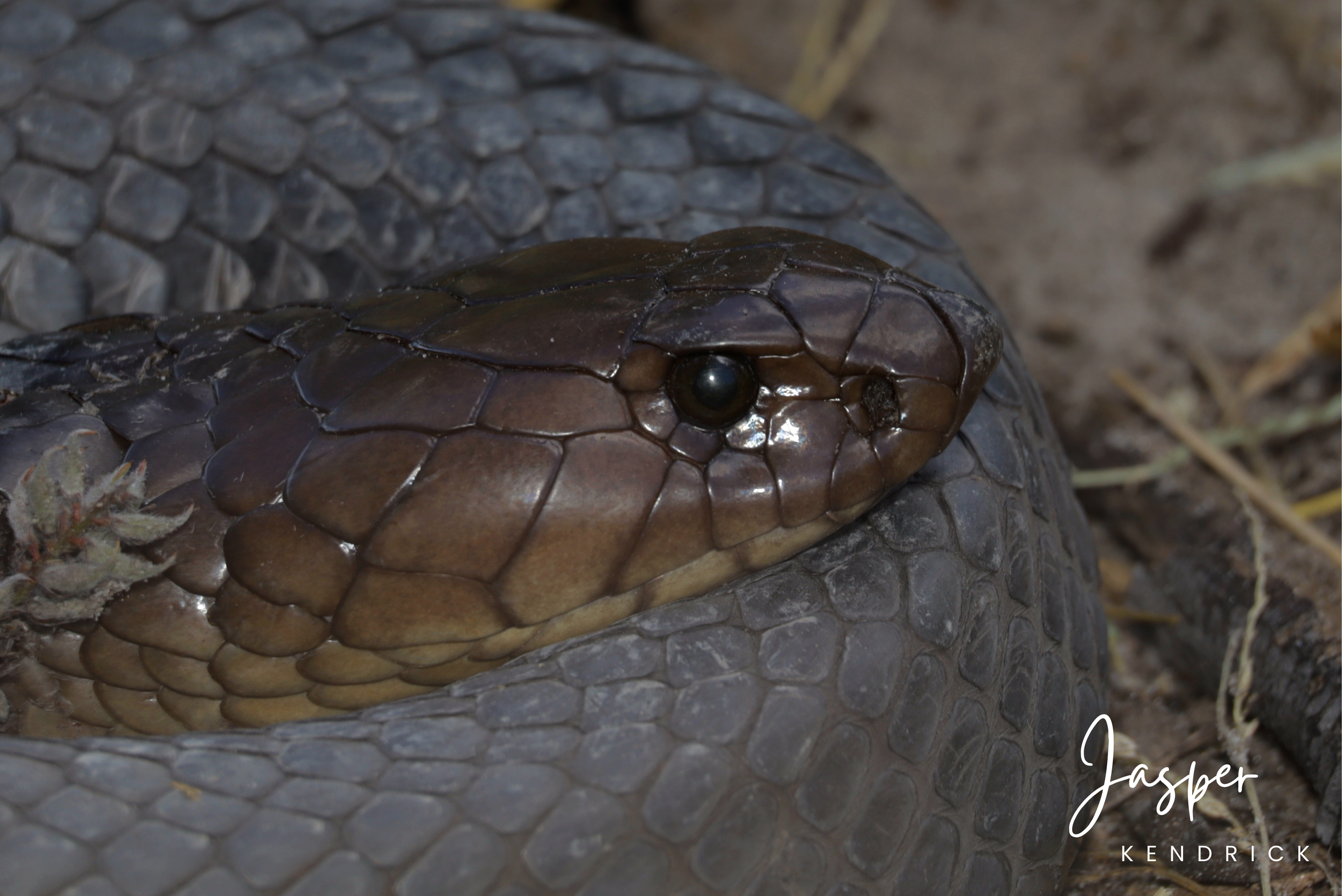 Black Anchieta's Cobra (Naja anchietae) coiled up