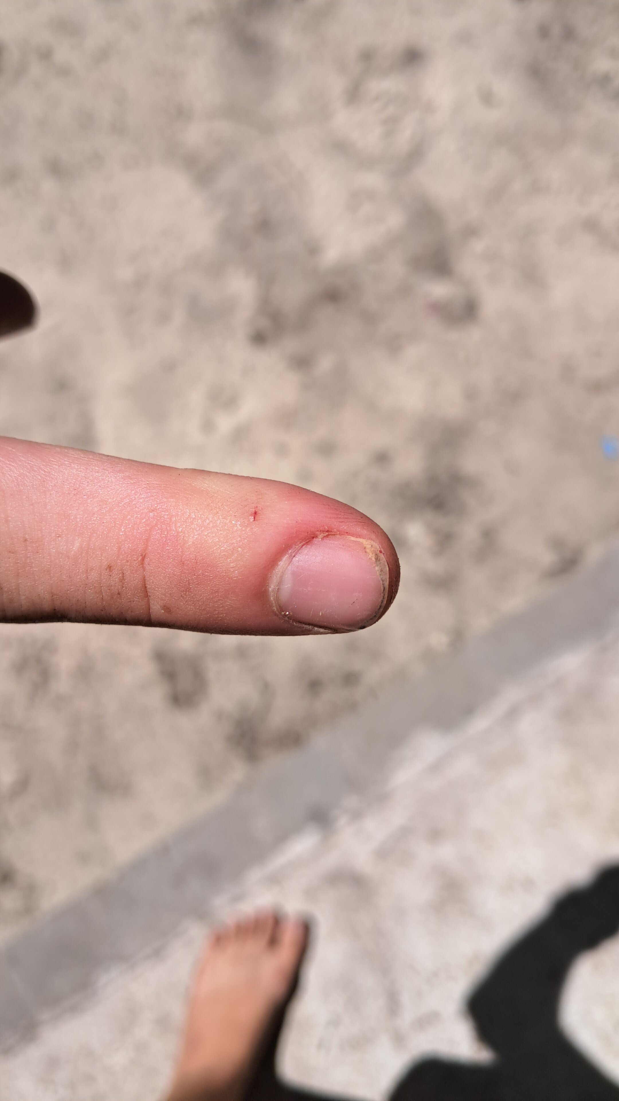 Bibron’s Stiletto Snakebite (Atractaspis bibronii)