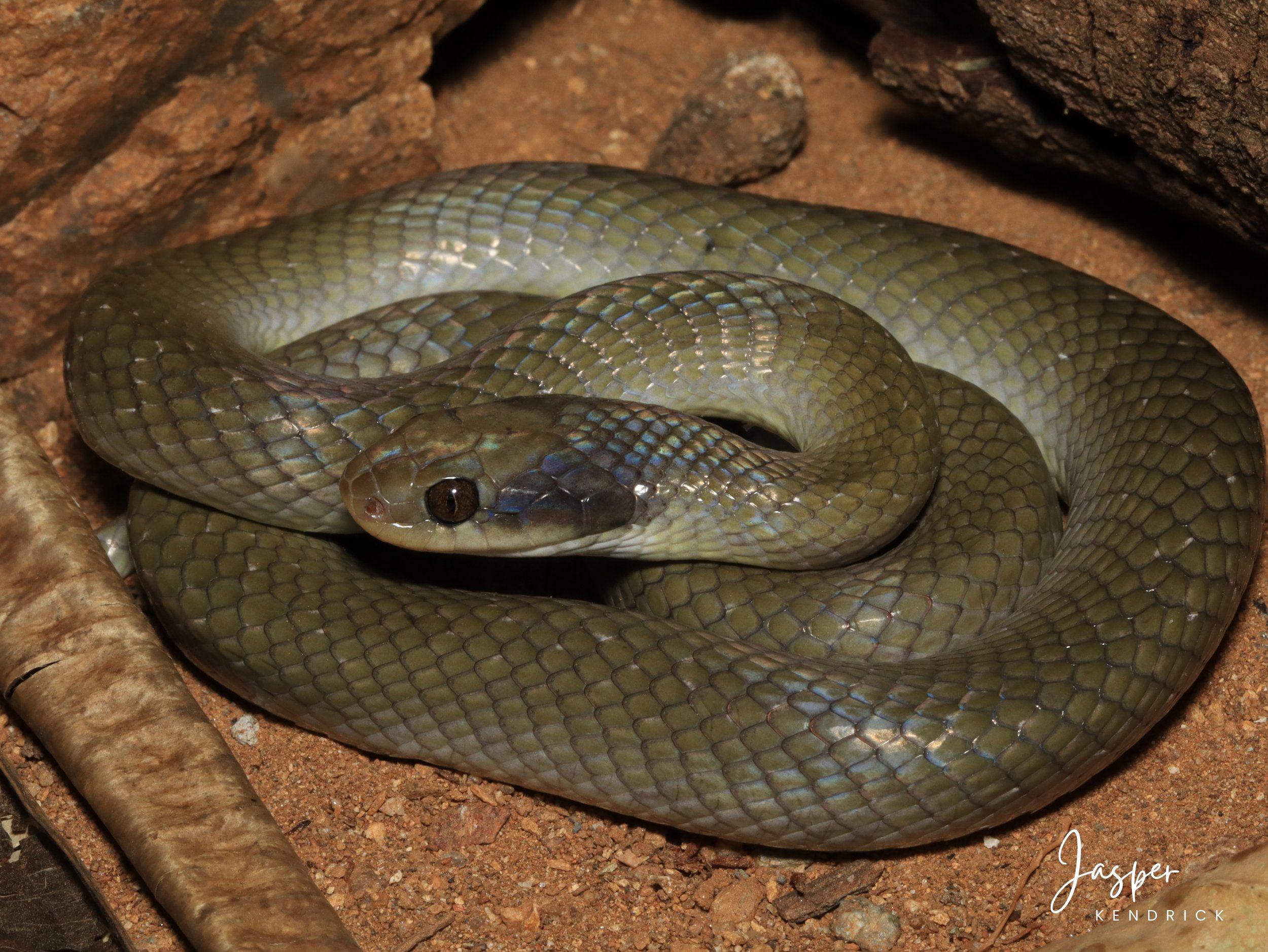A Herald Snake (Crotaphopeltis hotamboeia) posing on sand