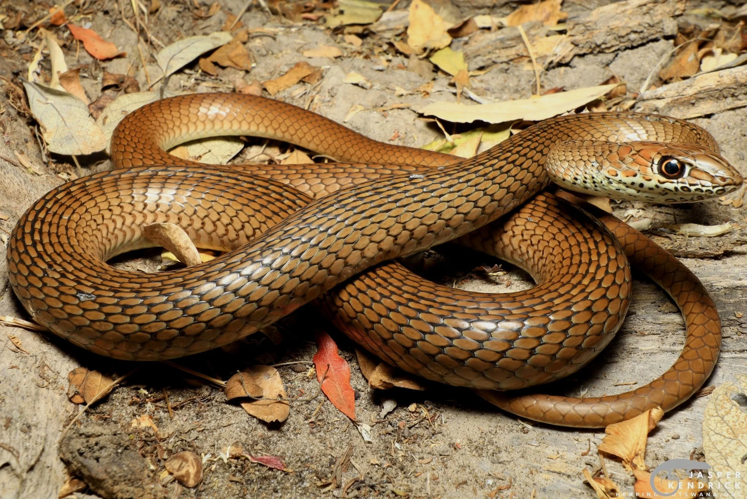 Olive Grass Snake (Psammophis mossambicus) full body photo in leaves