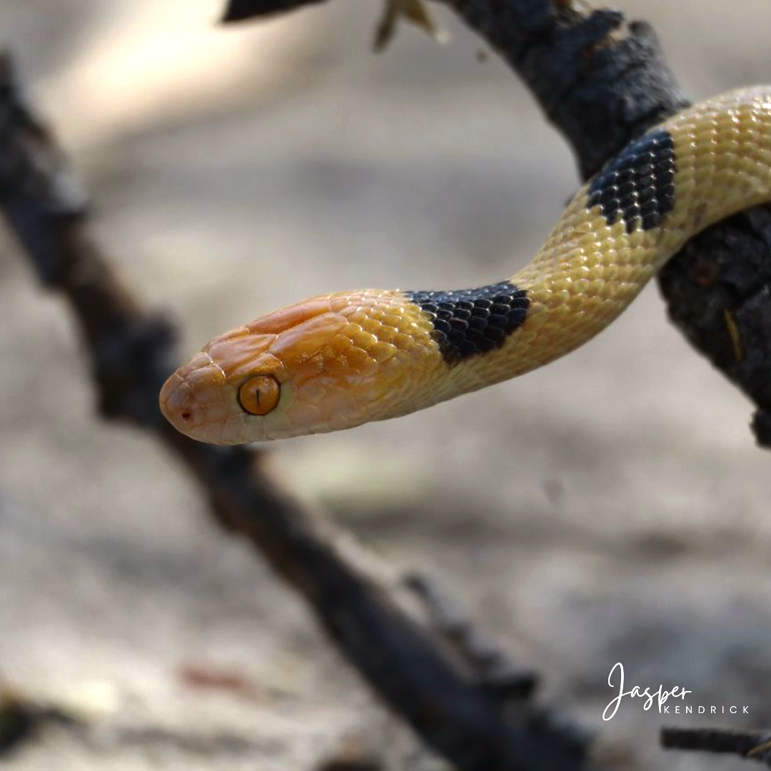 Eastern Tiger Snake (Telescopus semiannulatus semiannulatus) Raintree Camp, Botswana