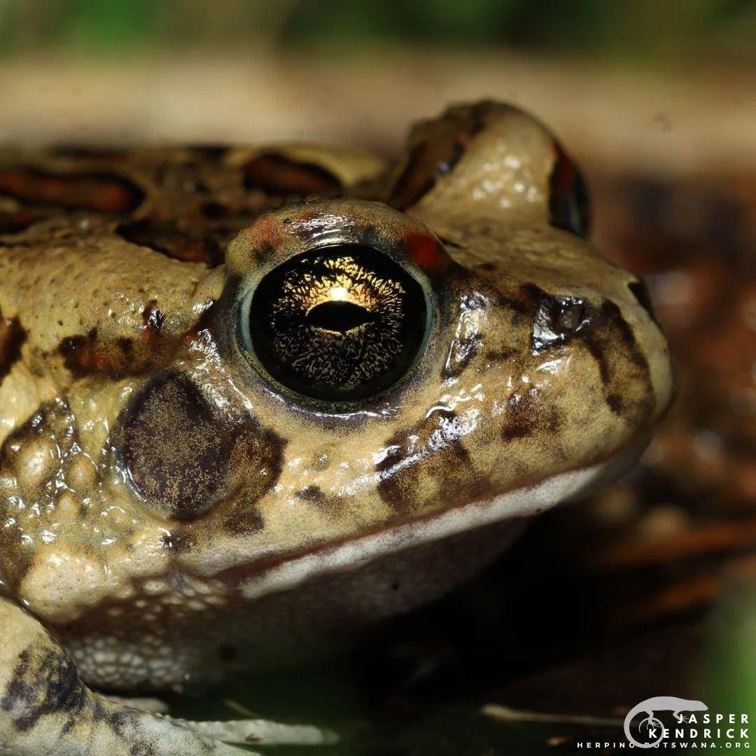 A closeup of an Eastern Olive Toad (Sclerophrys garmani)