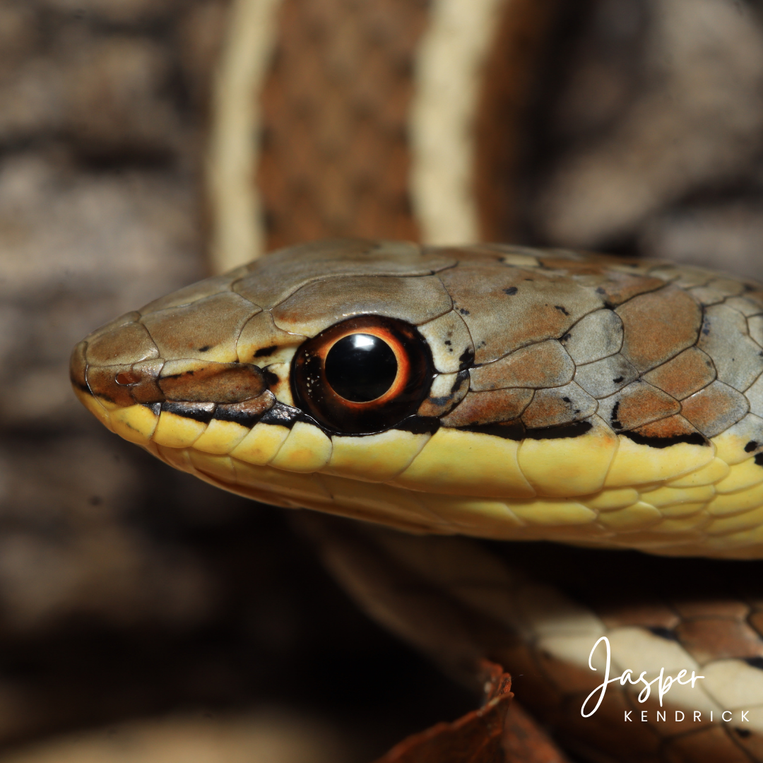 Baby Western Yellow-bellied Sand Snake (Psammophis subtaeniatus)
