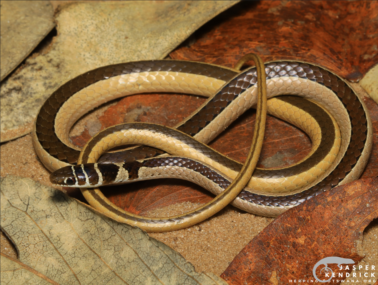 A Dwarf Sand Snake (Psammophis angolensis) on leaves and sand