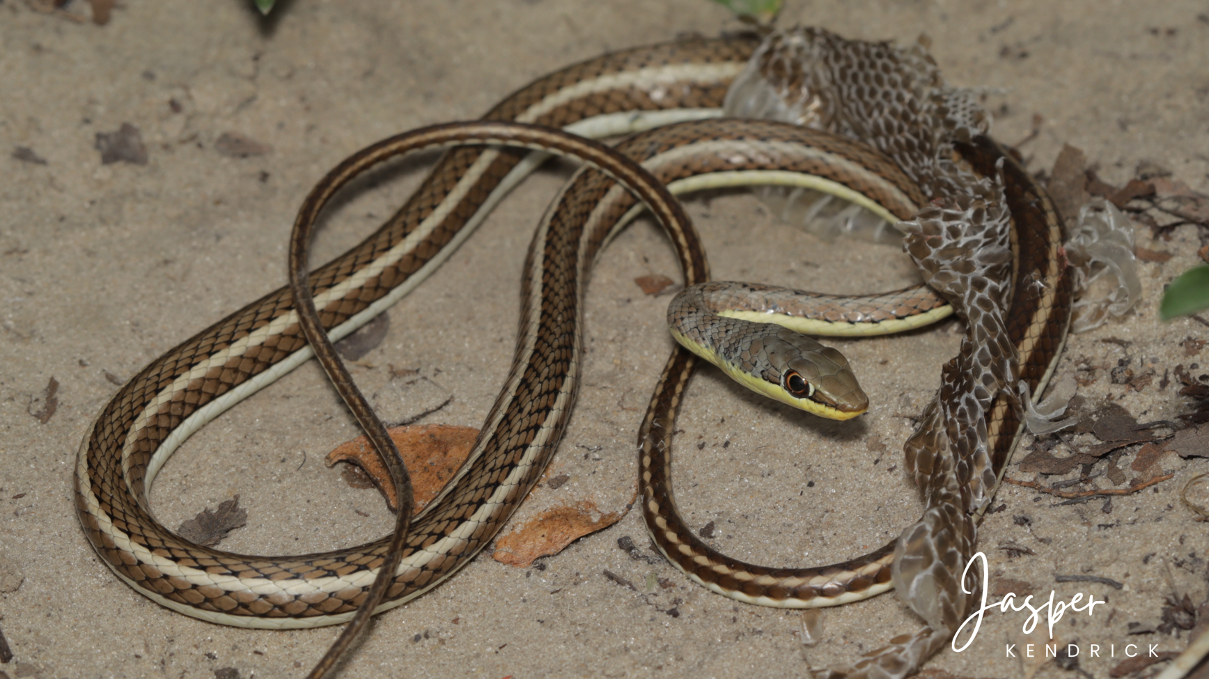 Western Yellow-bellied Sand Snake (Psammophis subtaeniatus) posing on sand in shed
