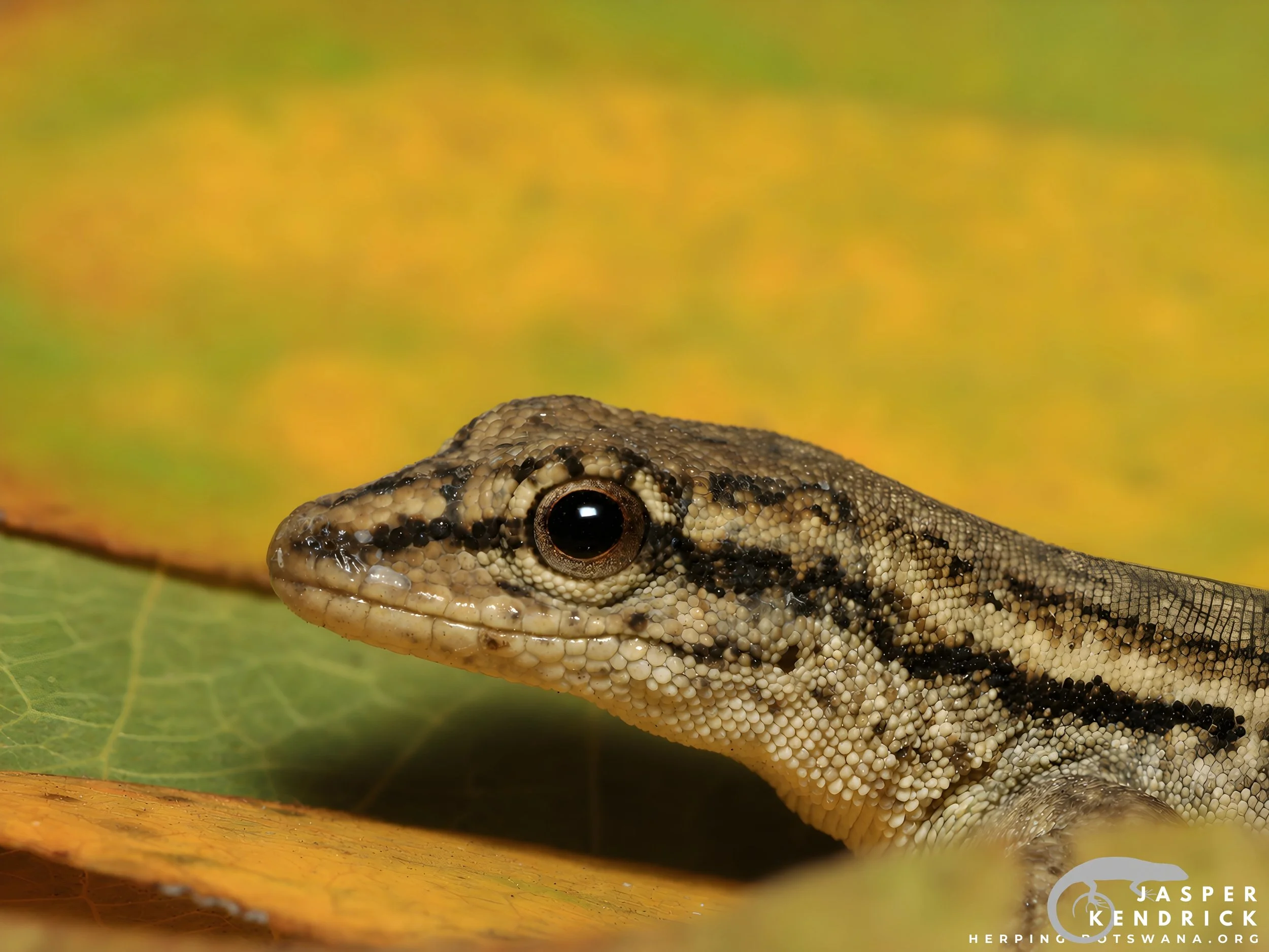 A Bradfield’s Dwarf Gecko (Lygodactylus bradfieldi) macro photo