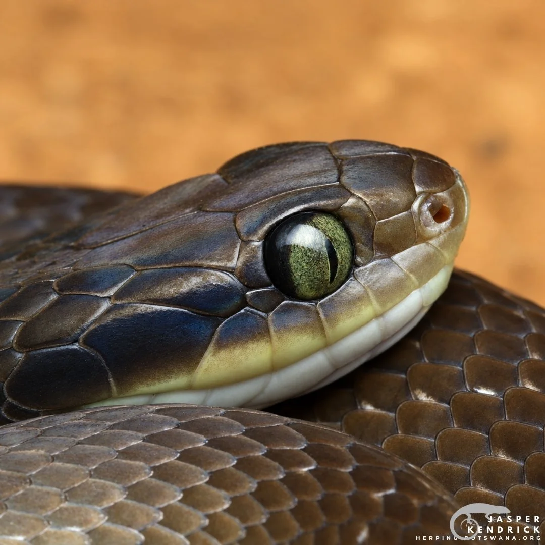 A high quality macro photo of a snake eye