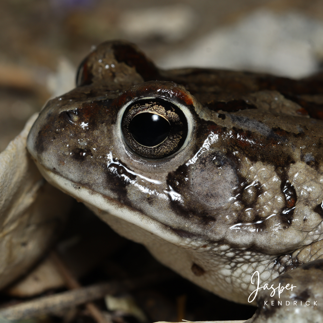 A closeup of a Western Olive Toad (Sclerophrys poweri)
