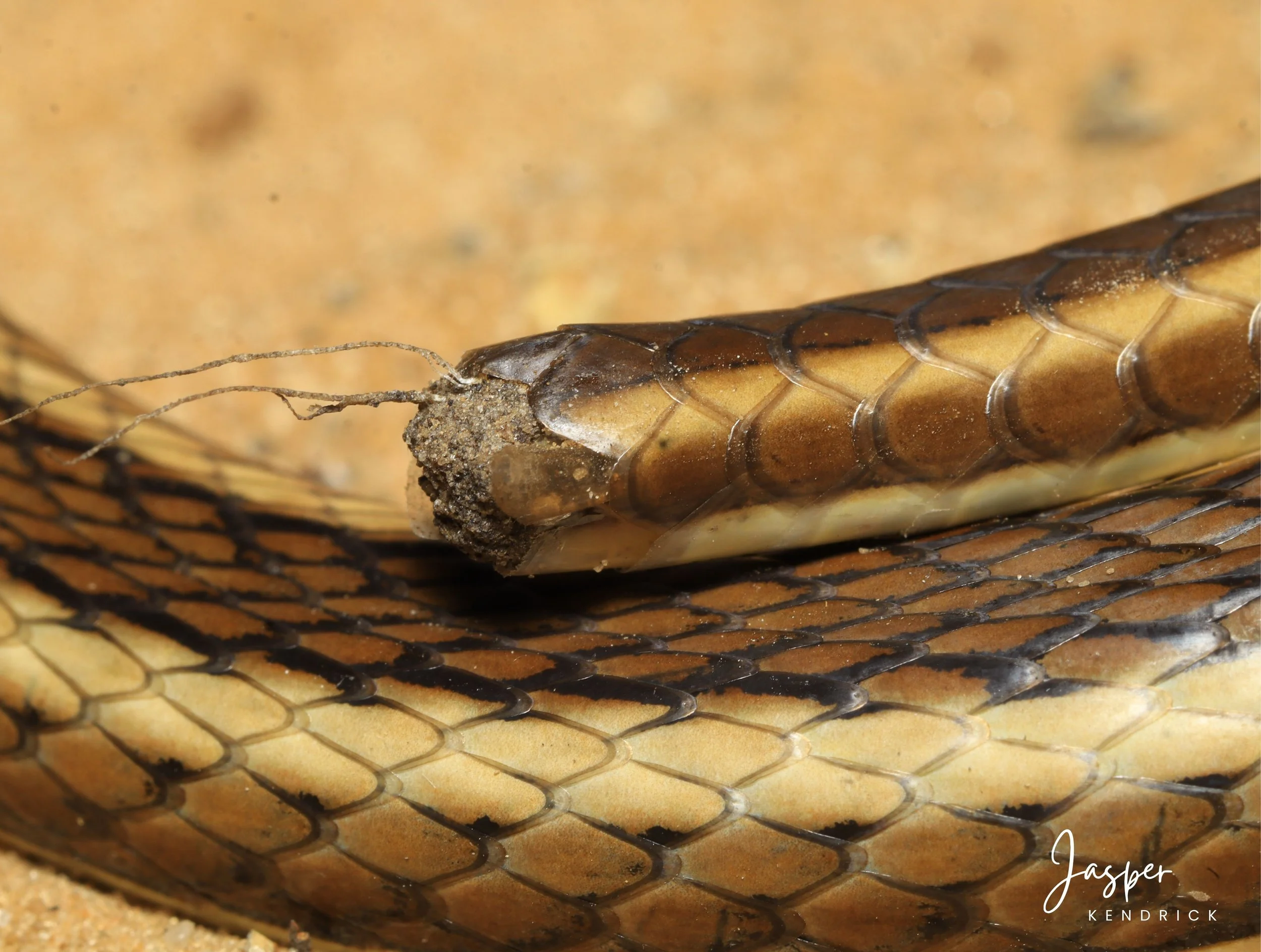 A Western Yellow-bellied Sand Snake (Psammophis subtaeniatus) tail injury