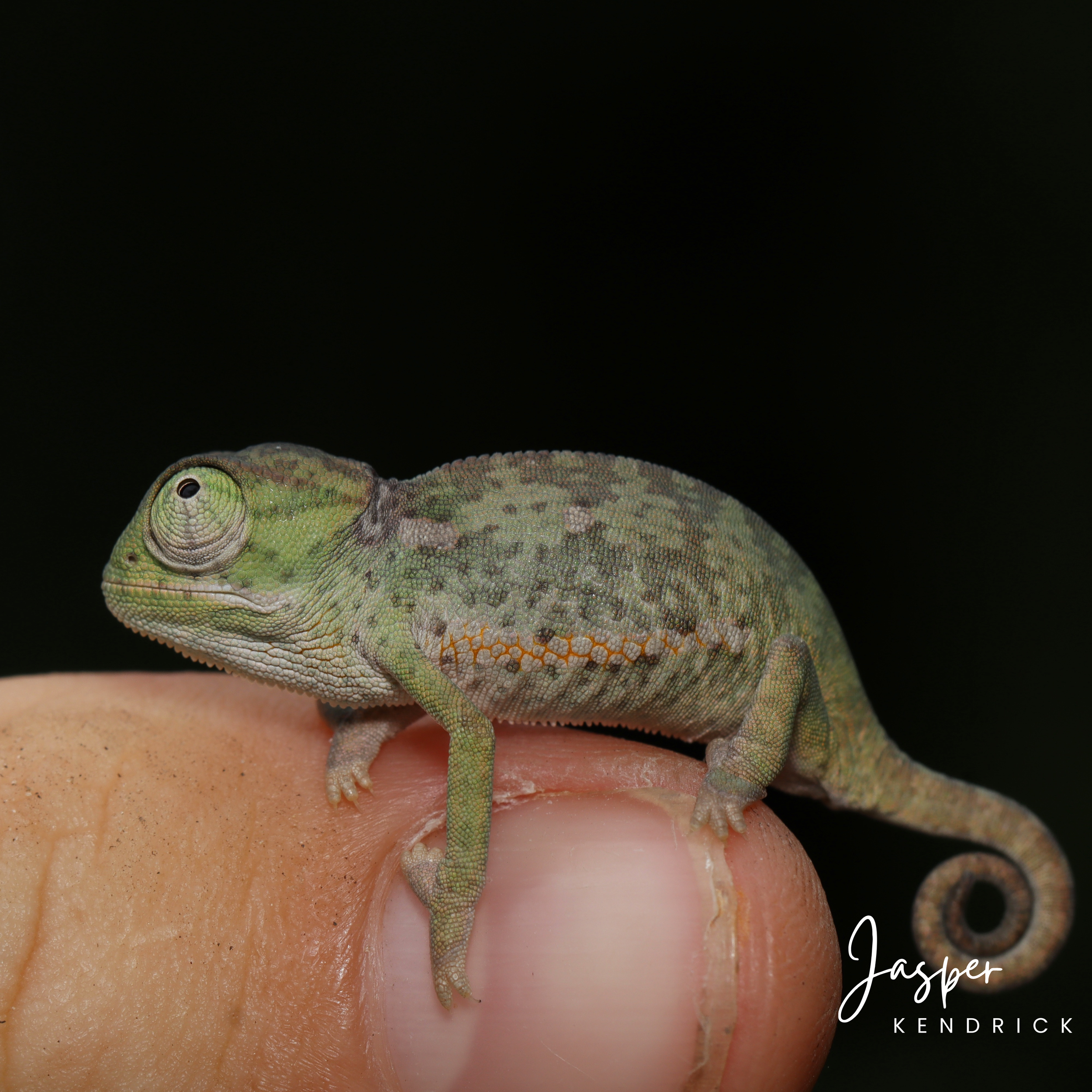 A Flap-necked Chameleon (Chamaeleo dilepis) resting on a finger with a black background