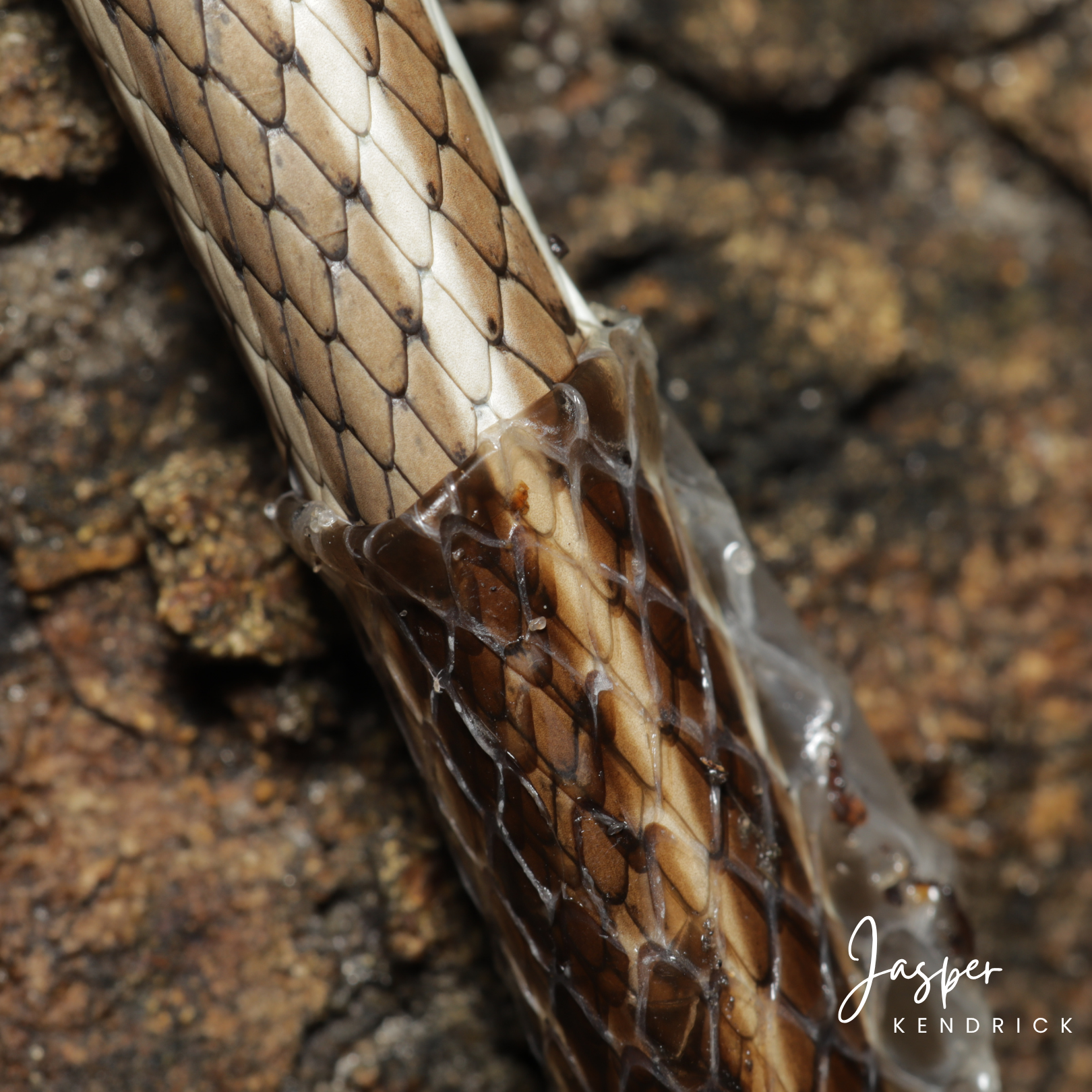 A closeup of a Western Yellow-bellied Sand Snake (Psammophis subtaeniatus) shedding