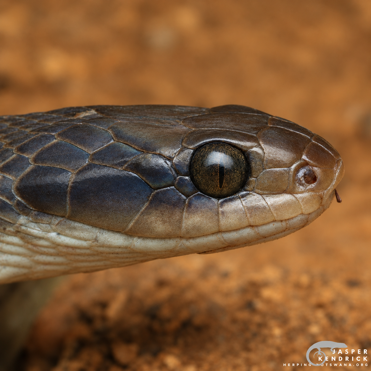 A high quality macro photo of a snake eye
