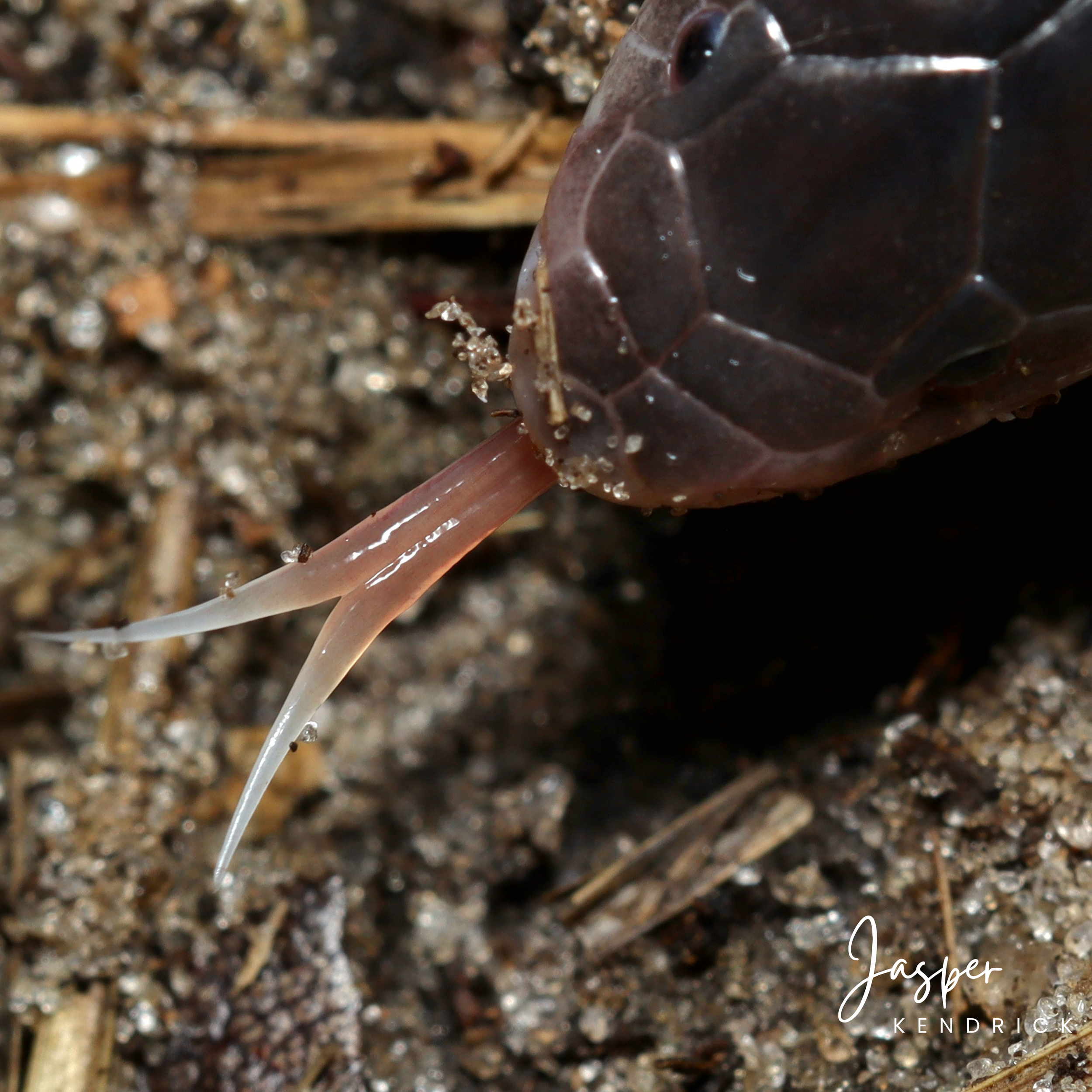 A closeup of a Bibron’s Stiletto Snakes (Atractaspis bibronii) tongue
