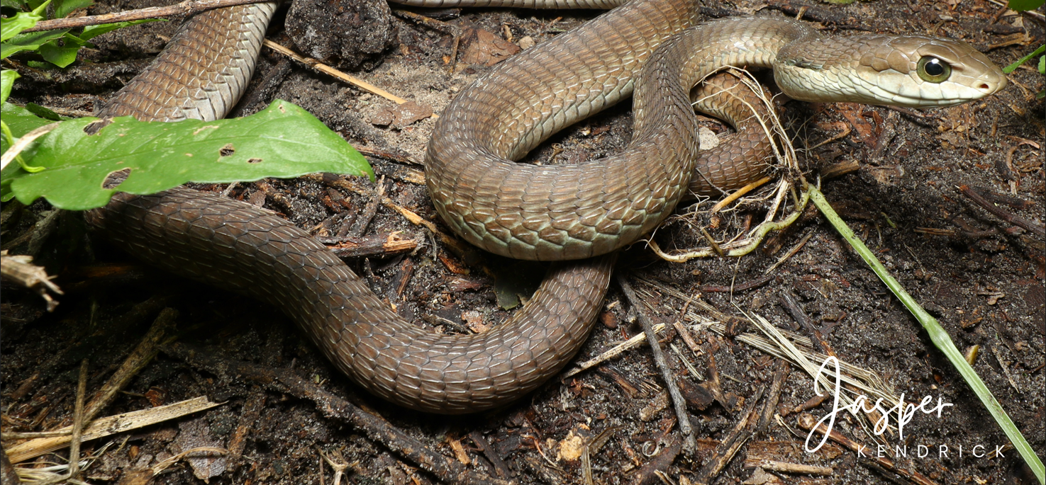 Female Boomslang (Dispholidus typus) positioned on ground