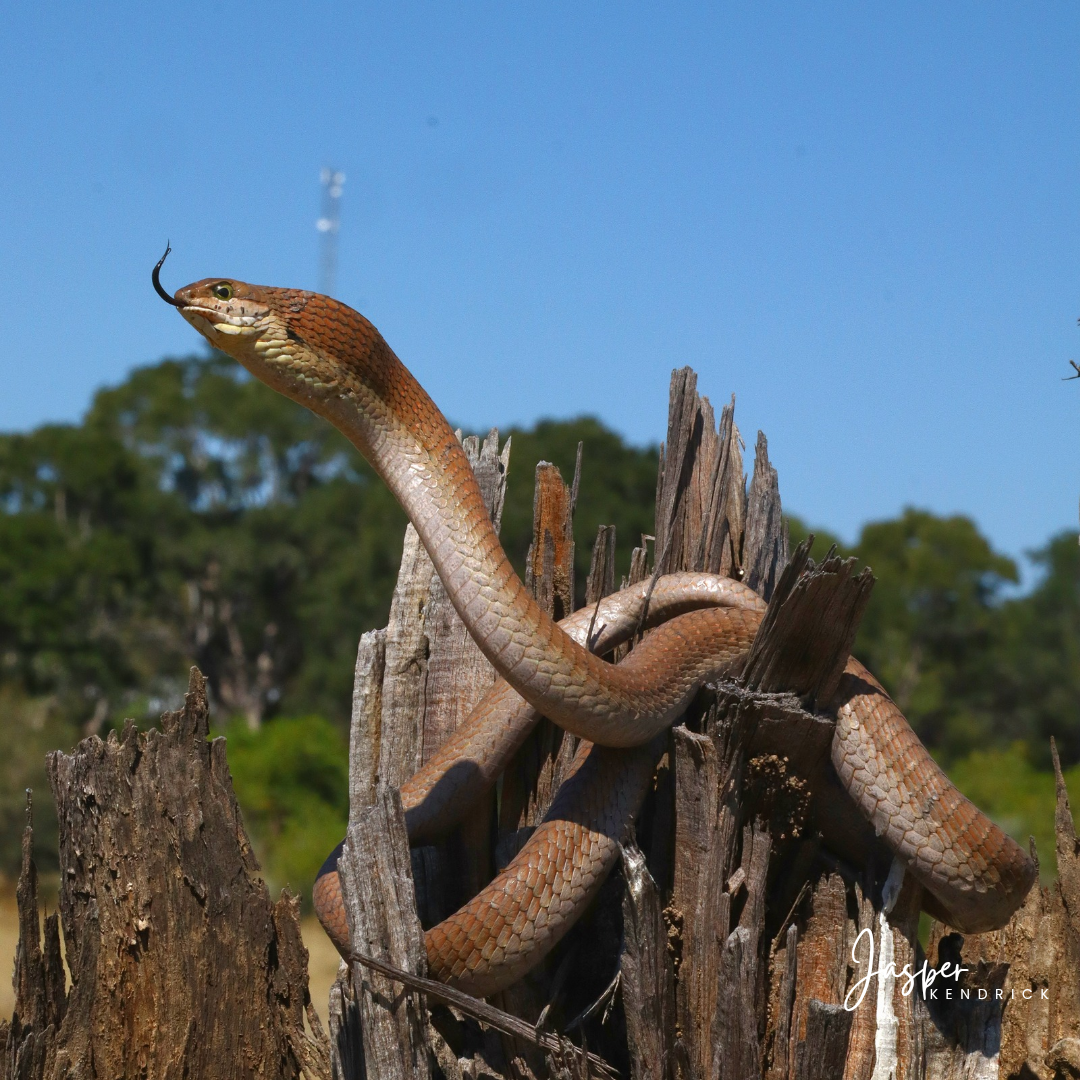 Female Boomslang (Dispholidus typus) Raintree Camp, Botswana