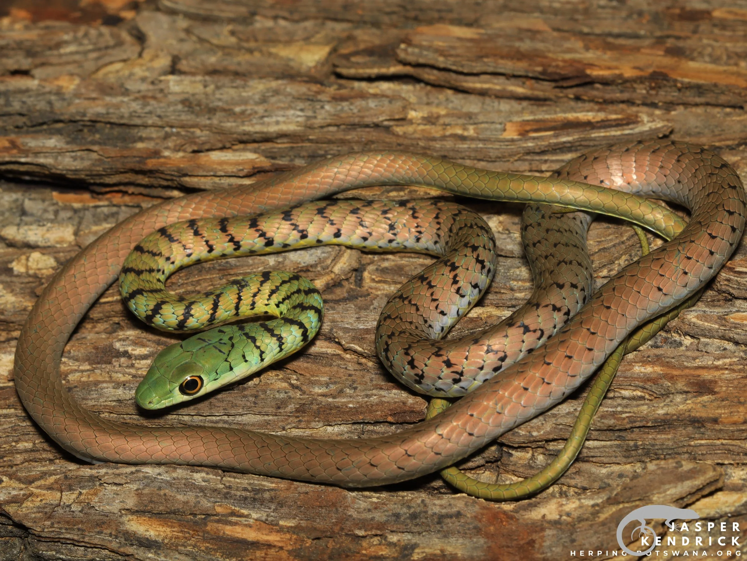 Spotted Bush Snake (Philothamnus semivariegatus) posing on a log
