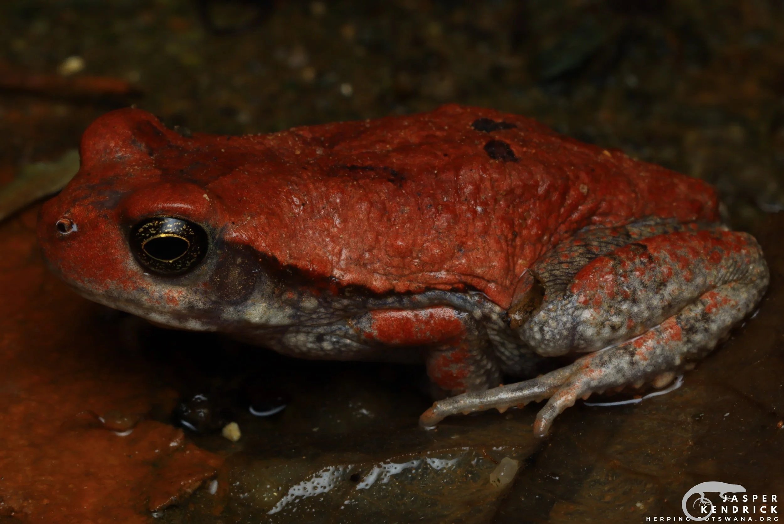 A Red Toad posing in a pond