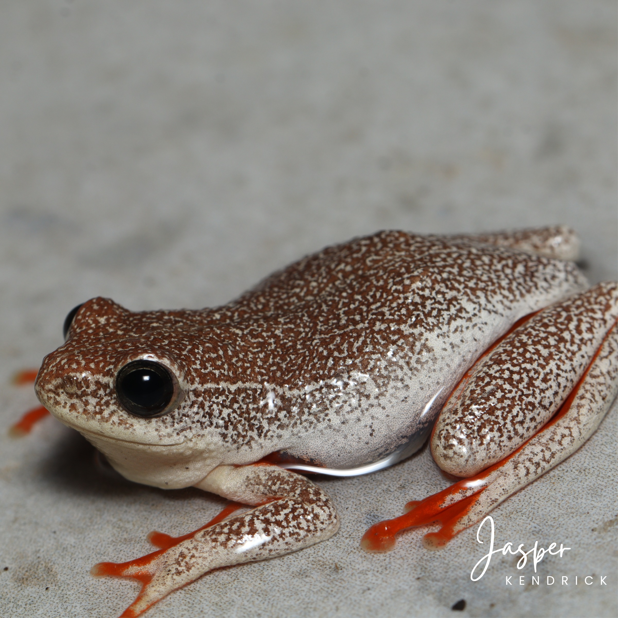 A photo of the red speckled variation of the Angolan Reed Frog (Hyperolius parallelus) posing naturally