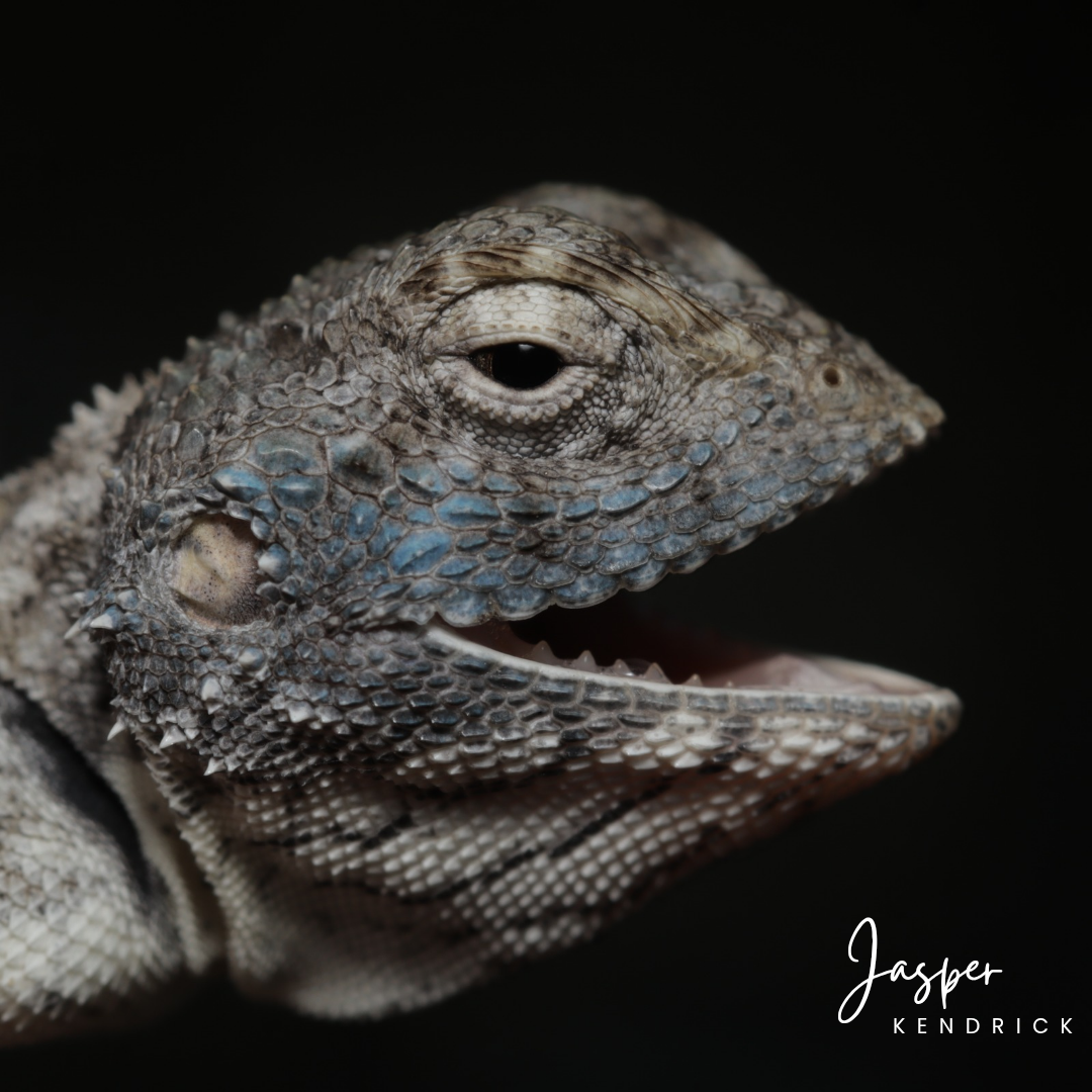 A macro shot of the head of a Peter’s Ground Agama (Agama armata) with no background