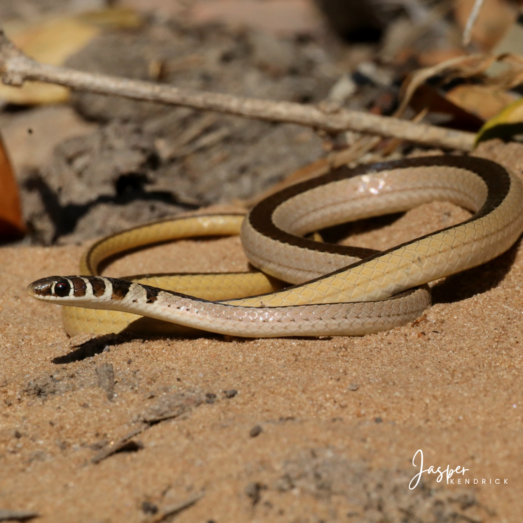 Dwarf Sand Snake (Psammophis angolensis) Raintree Camp, Botswana