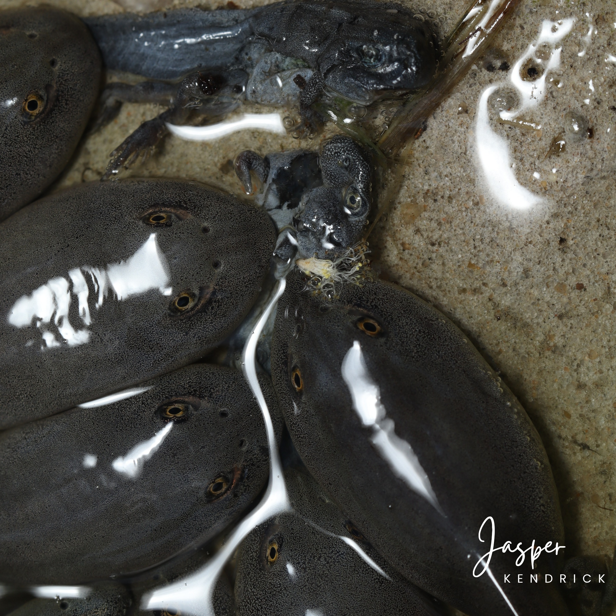 Beytell’s Bullfrog Tadpoles (Pyxicephalus beytelli) showing cannabalism
